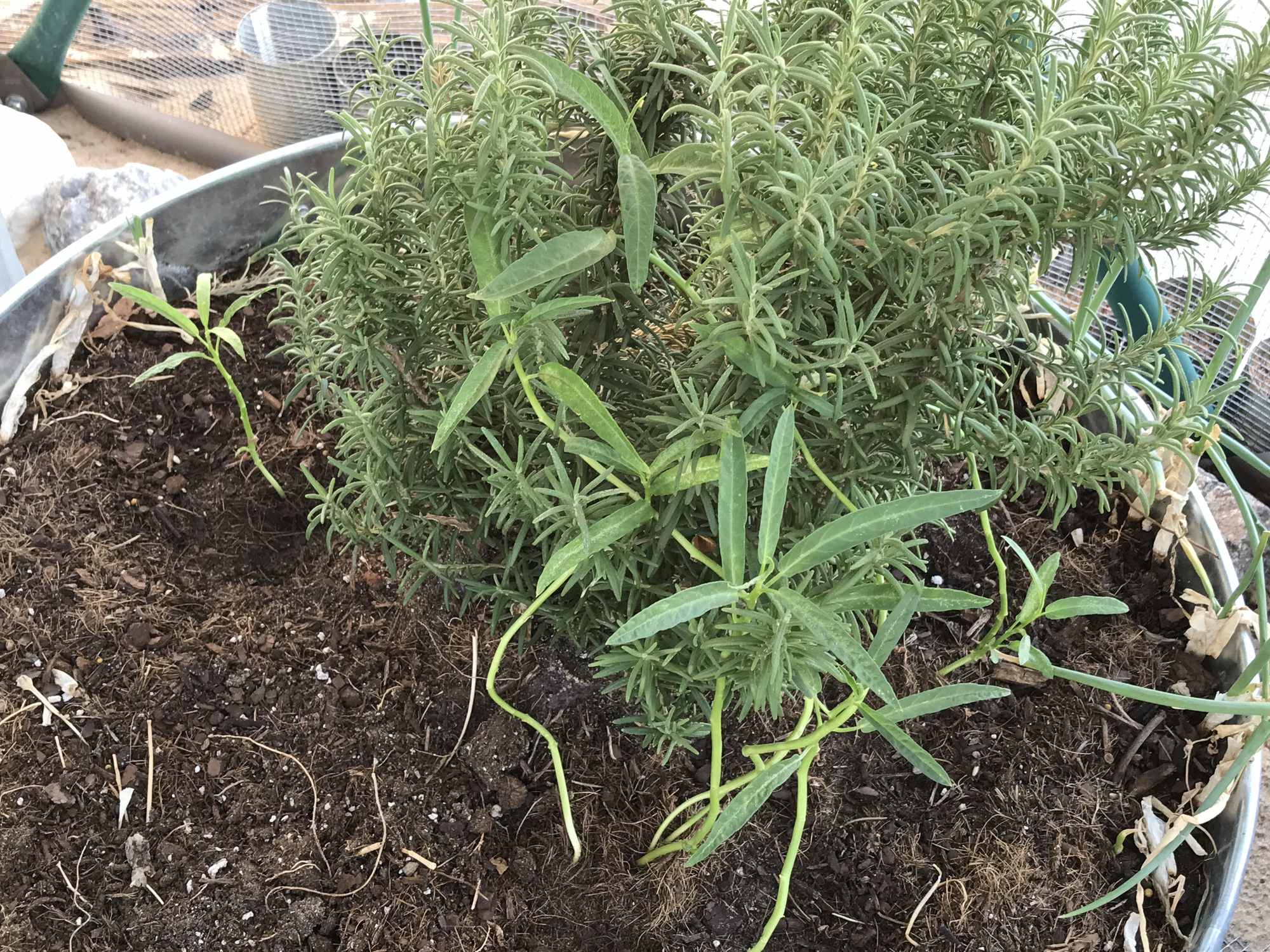 Desert Bonsai Food Forest Rosemary Shrub