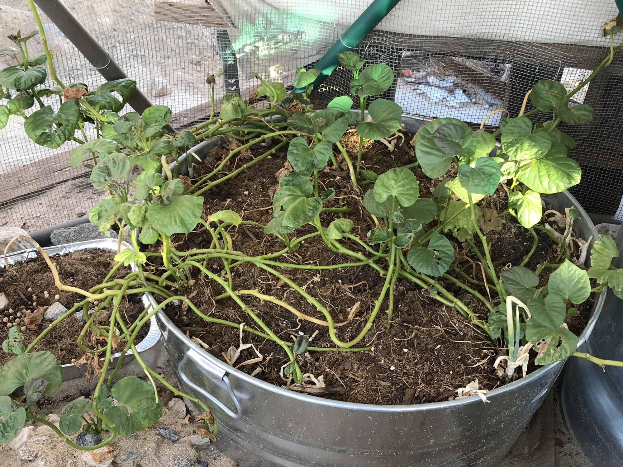 Desert Bonsai Food Forest Sweet Potato Vine Greens