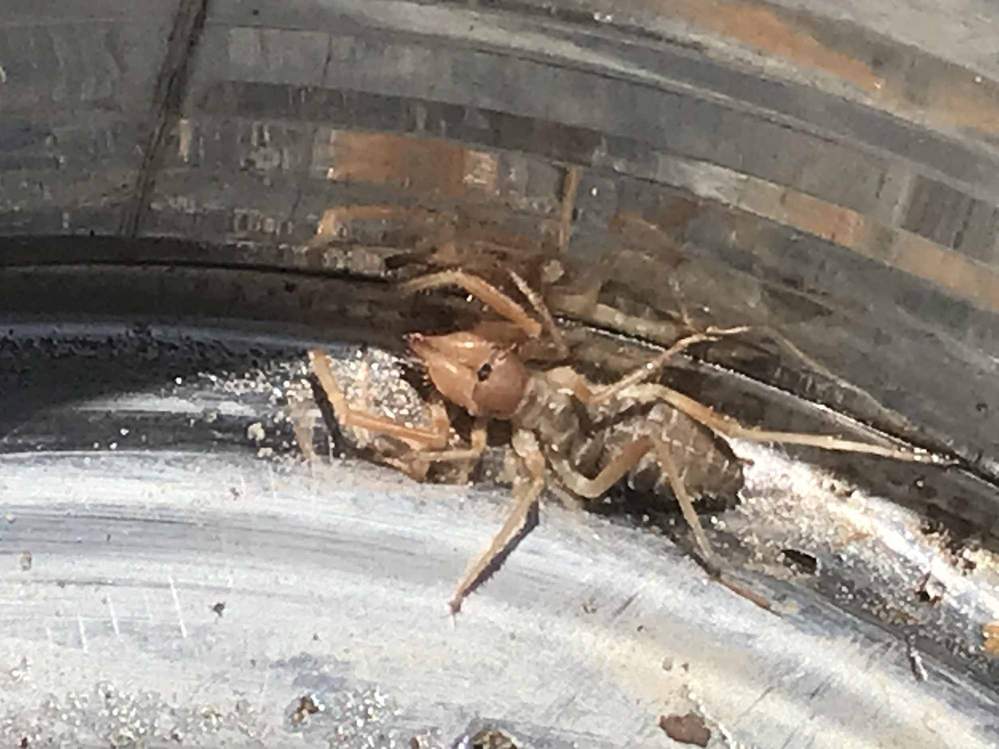 Desert Camel Spider in Metal Bucket