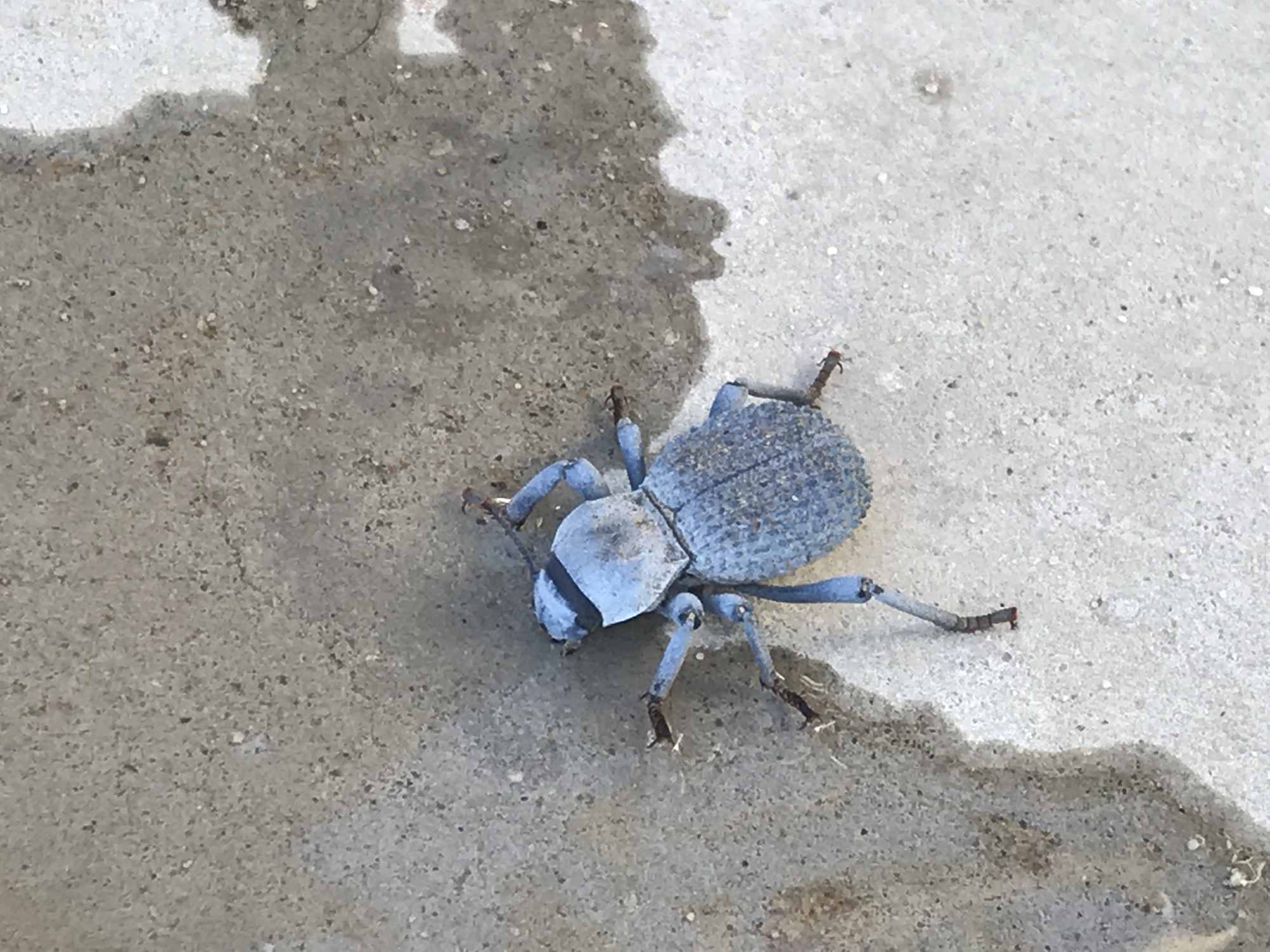 Desert Beetle Drinking Spilled Water