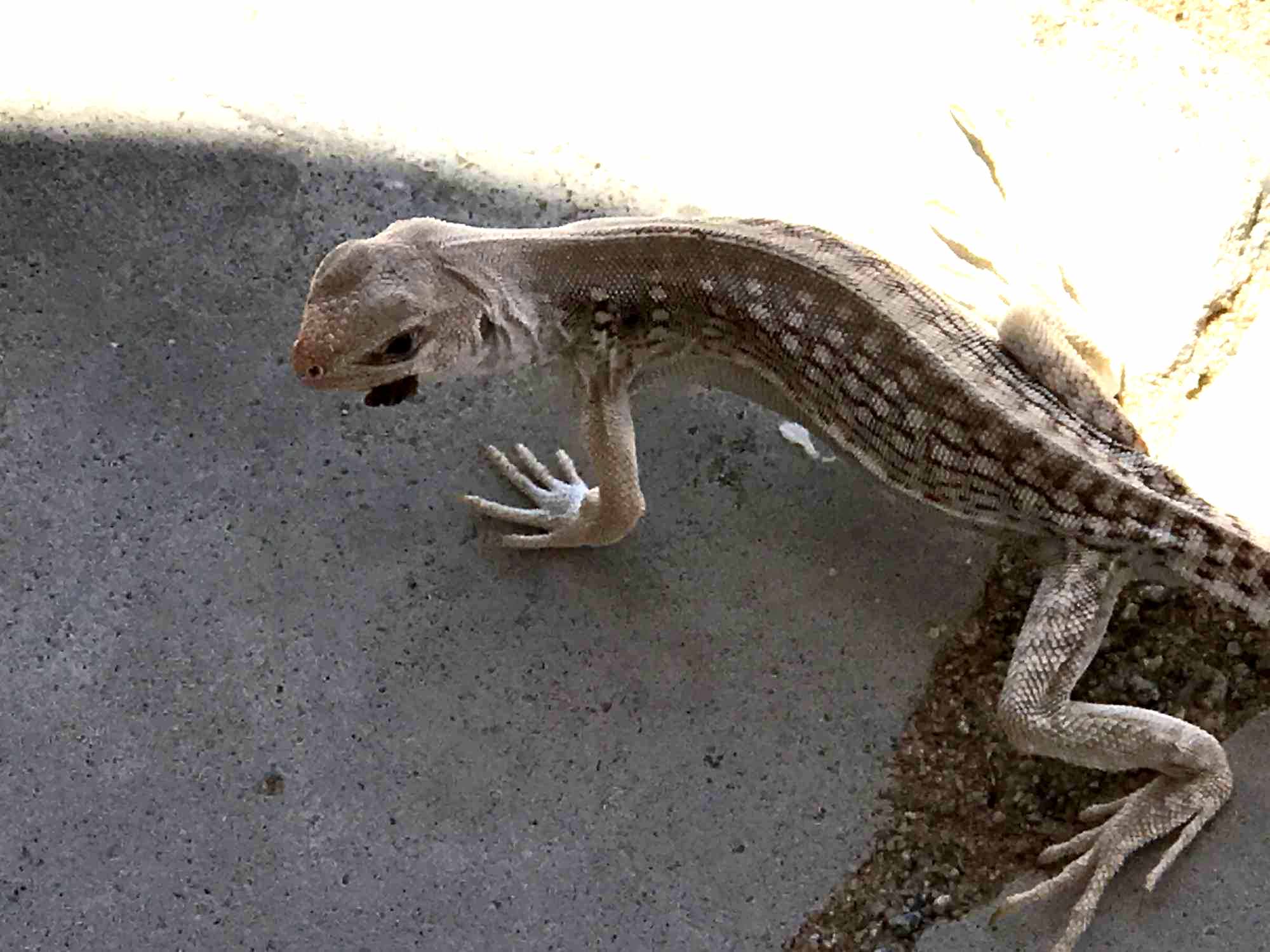 Desert Lizard Eats Raisin