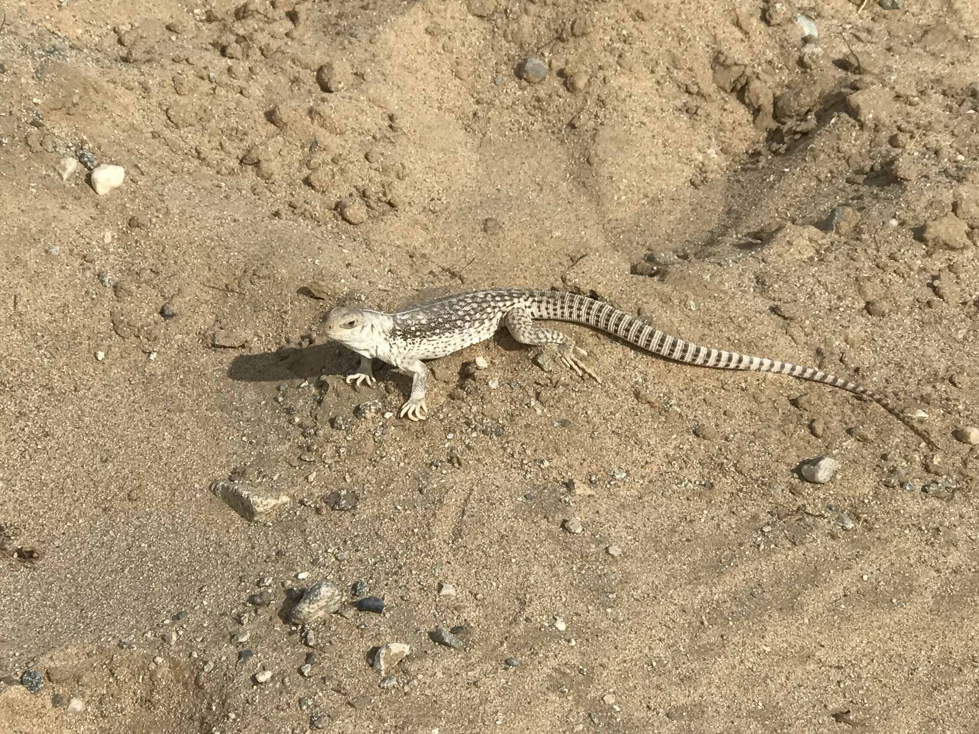 Desert Lizard