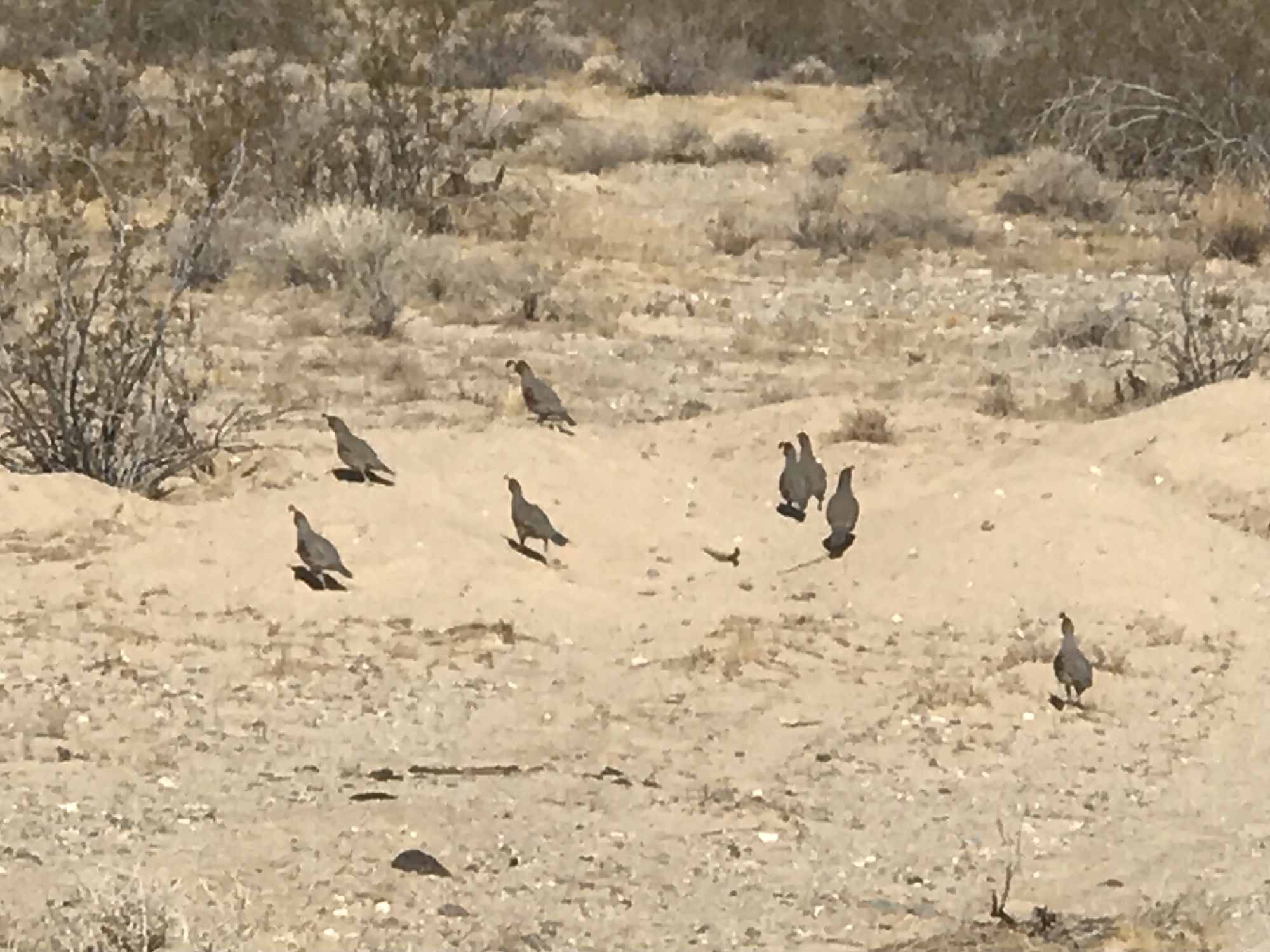 Desert Quail Bird Family