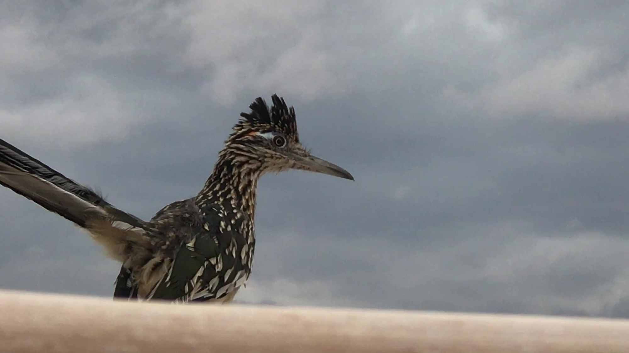 Desert Road Runner Bird on Bamboo Perch