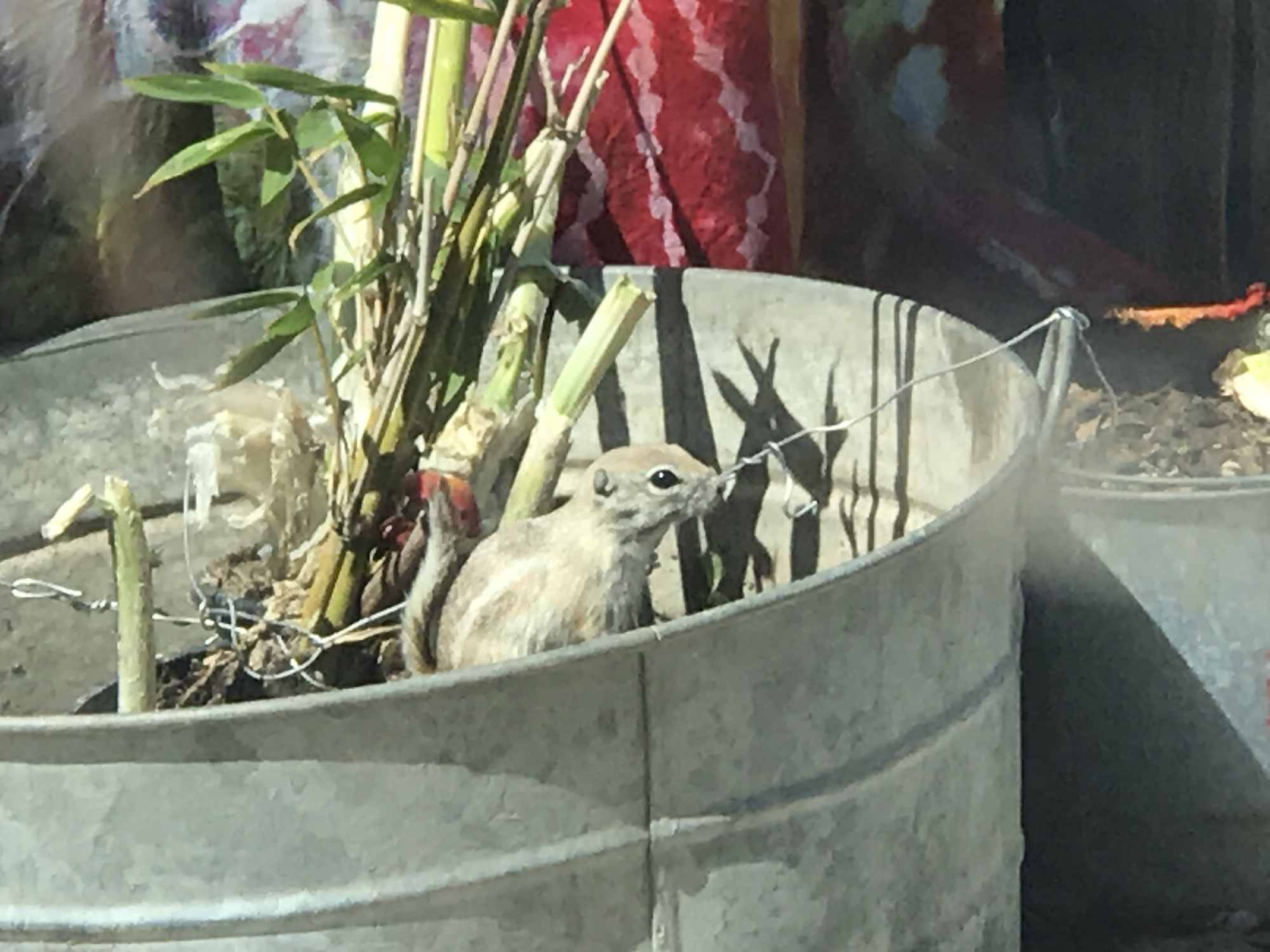 Desert Squirrel in Island Water Garden