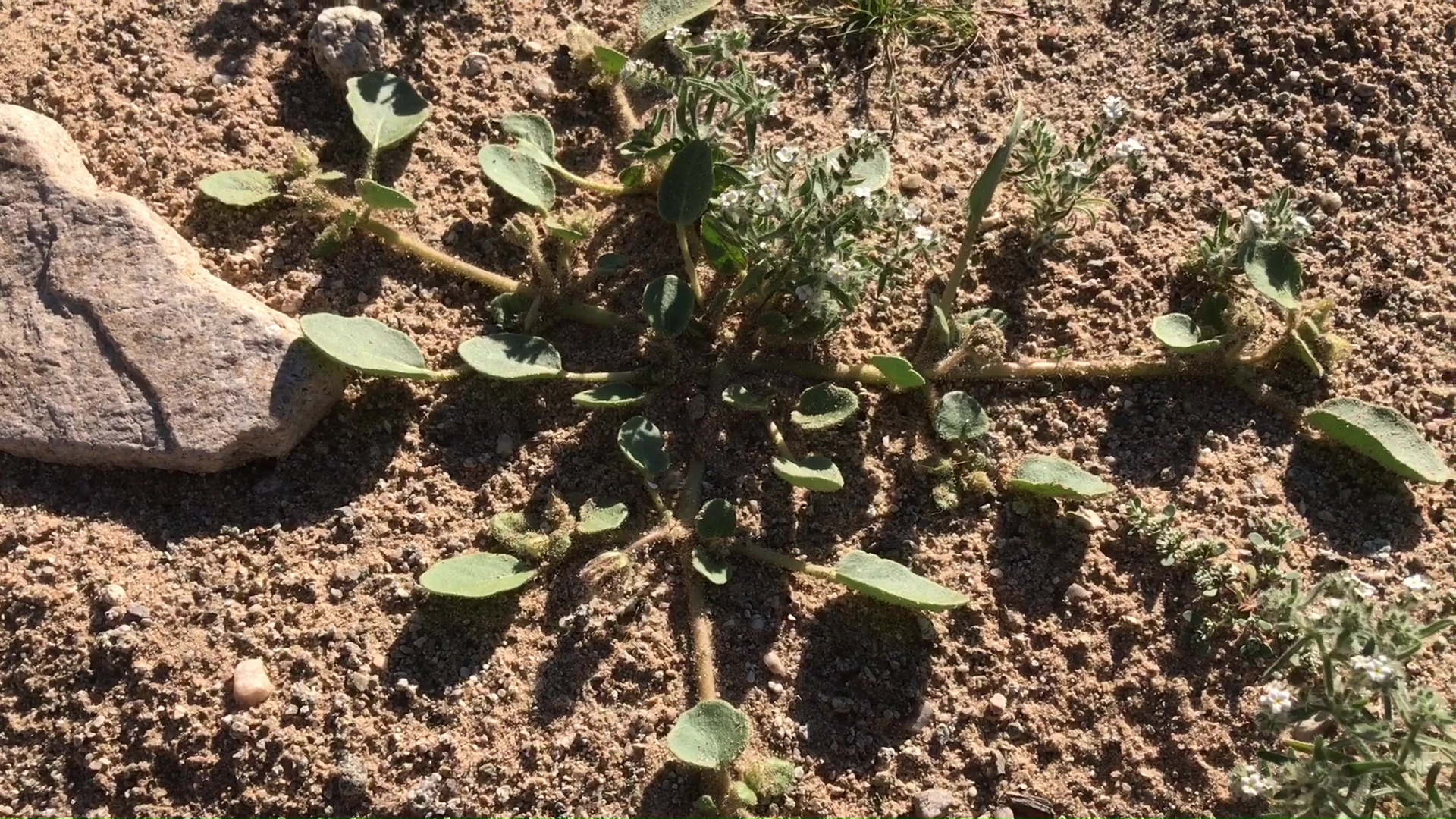 Desert Wild Flower And Plant Growth After Winter Rains 01