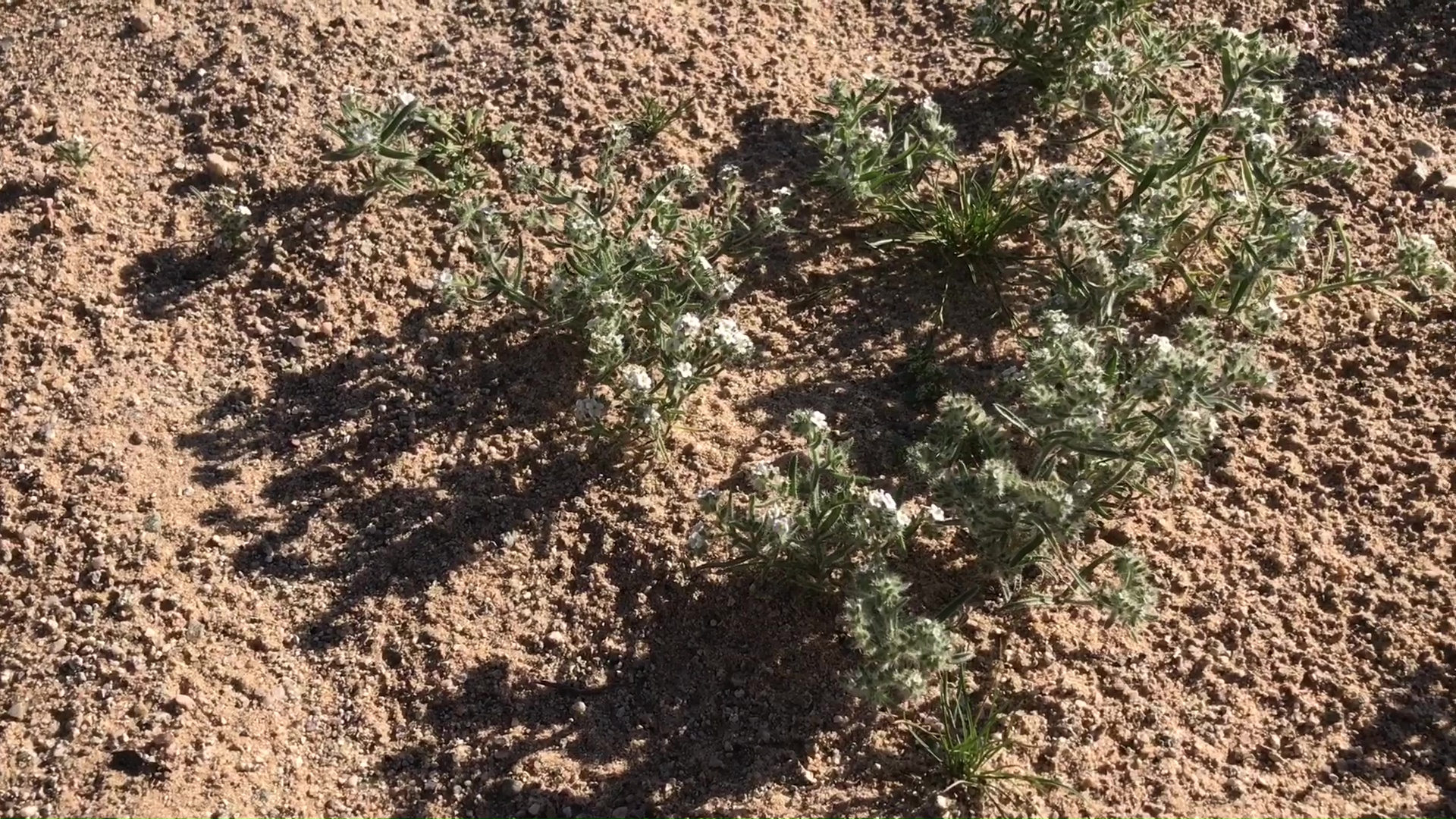 Desert Wild Flower And Plant Growth After Winter Rains 02