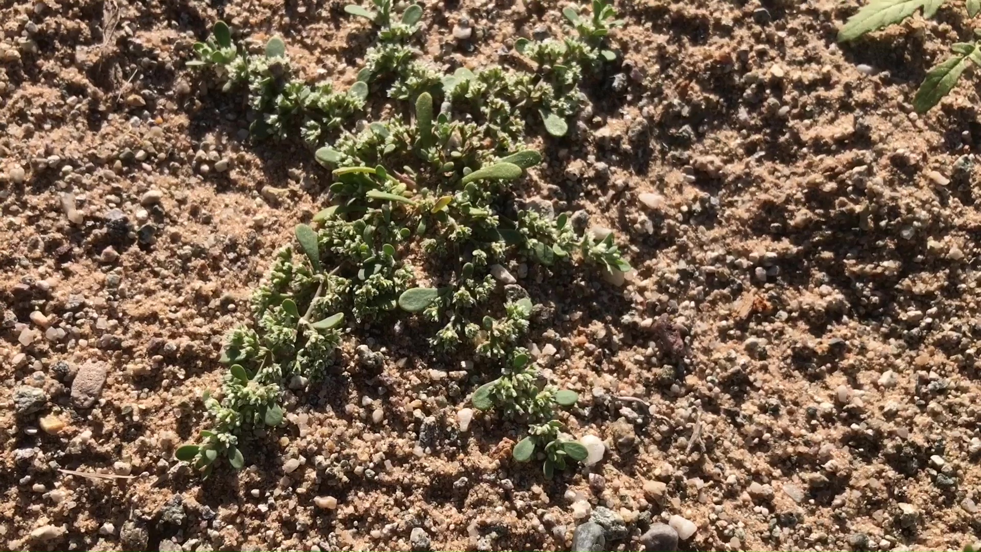 Desert Wild Flower And Plant Growth After Winter Rains 03