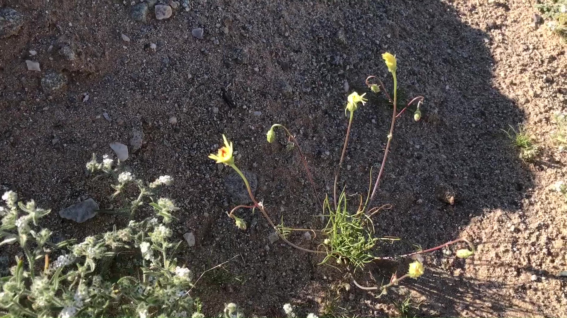 Desert Wild Flower And Plant Growth After Winter Rains 04