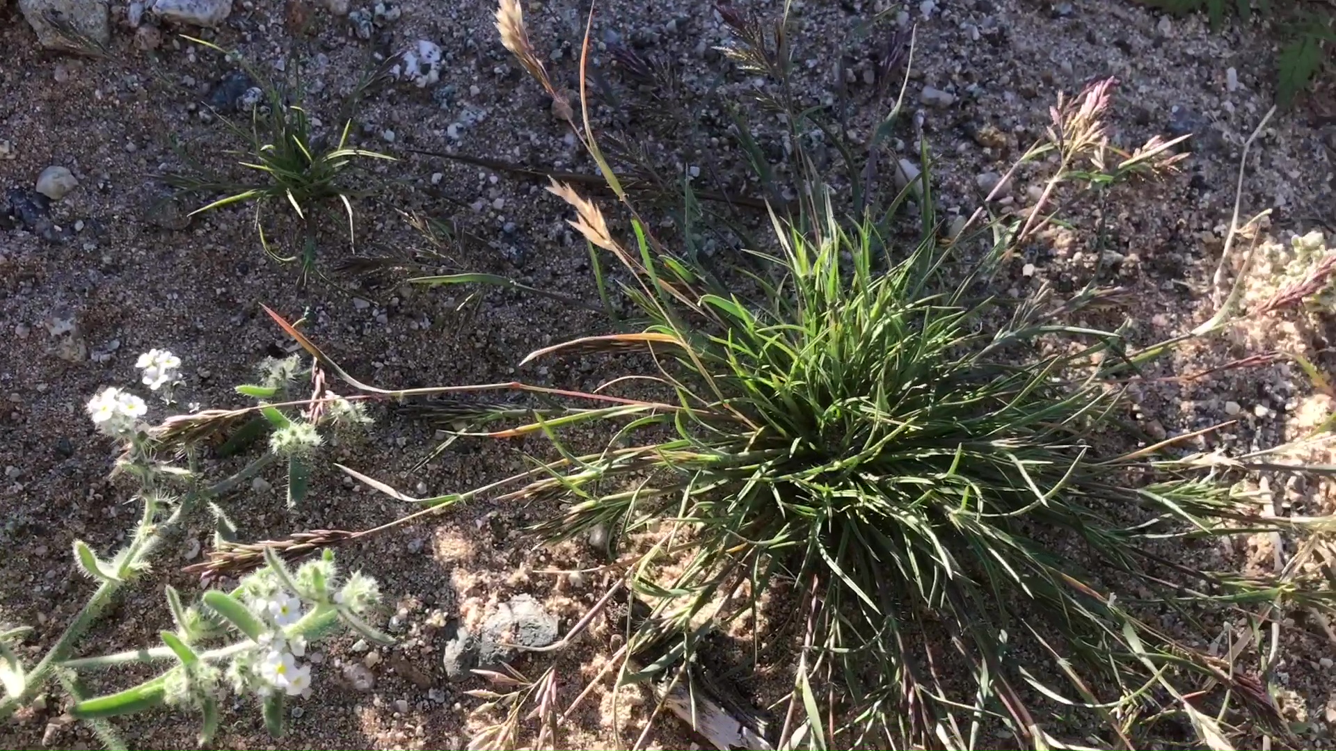 Desert Wild Flower And Plant Growth After Winter Rains 05