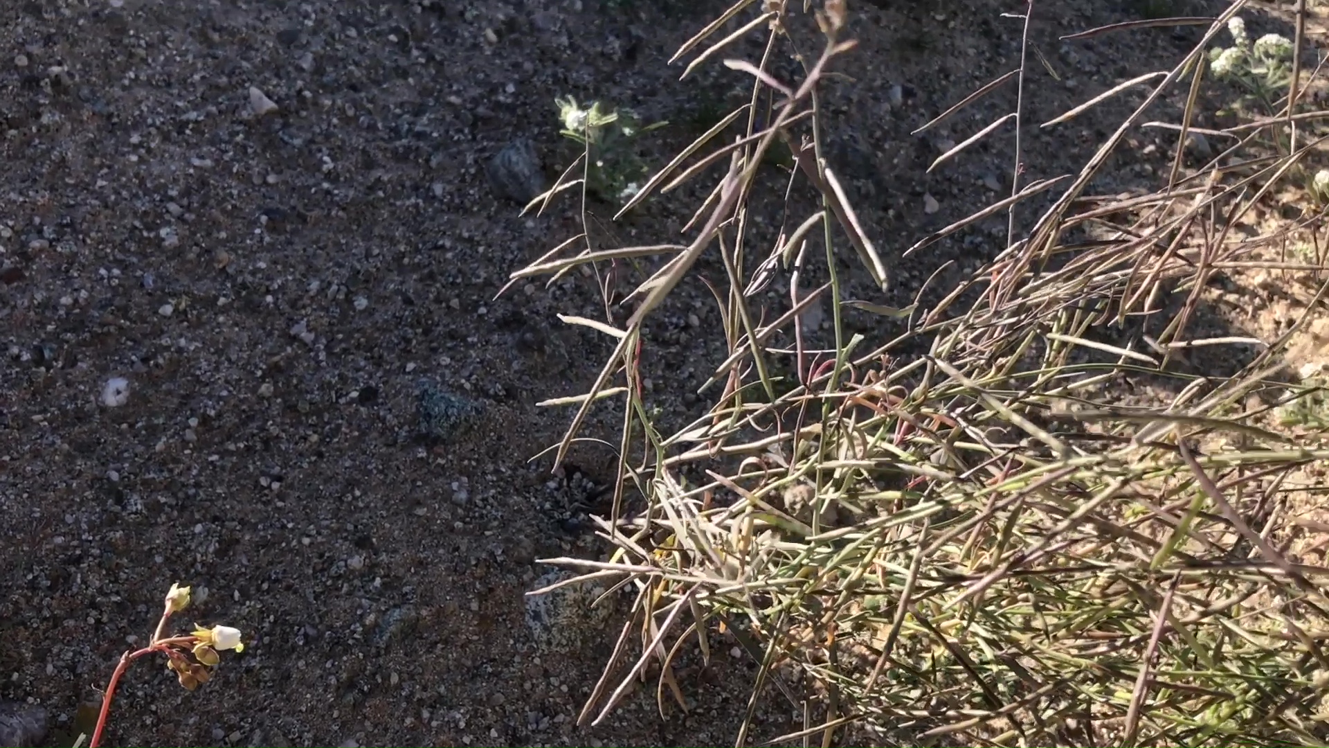 Desert Wild Flower And Plant Growth After Winter Rains 06