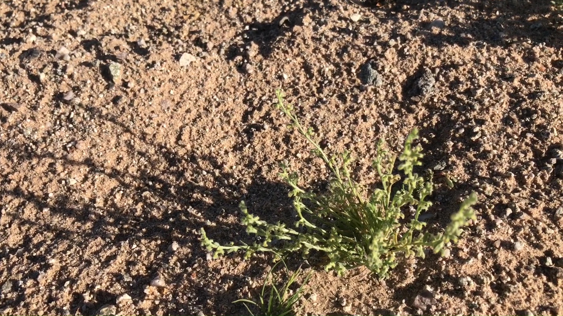 Desert Wild Flower And Plant Growth After Winter Rains 07