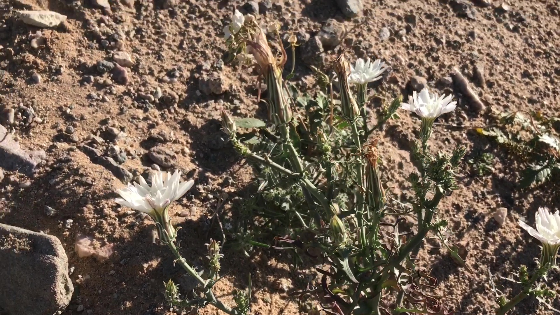 Desert Wild Flower And Plant Growth After Winter Rains 08