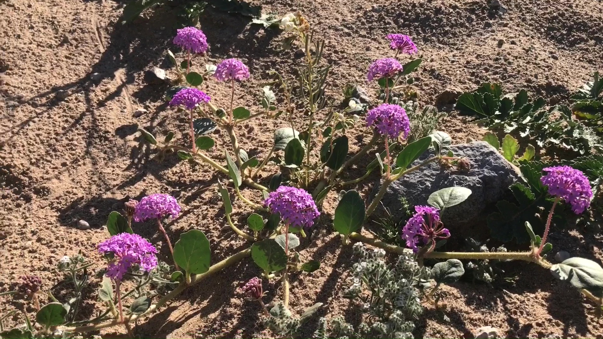 Desert Wild Flower And Plant Growth After Winter Rains 09