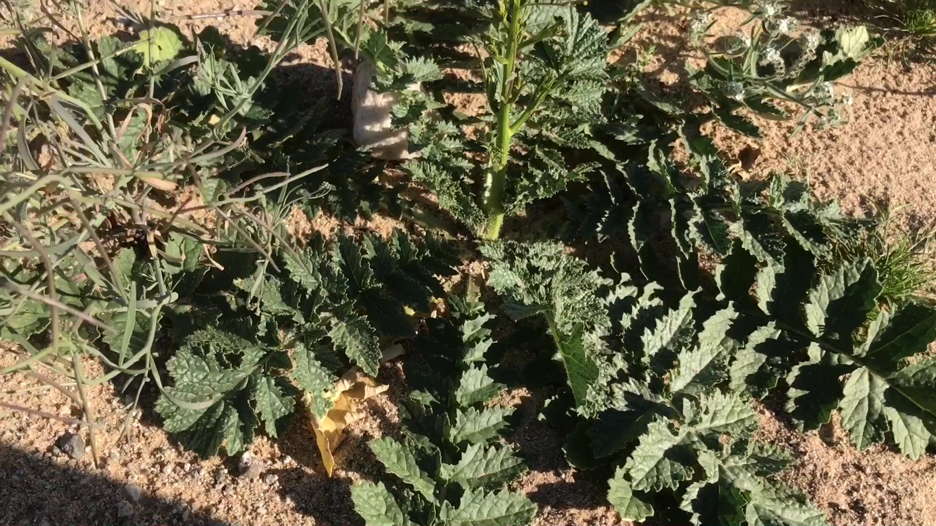 Desert Wild Flower And Plant Growth After Winter Rains 10