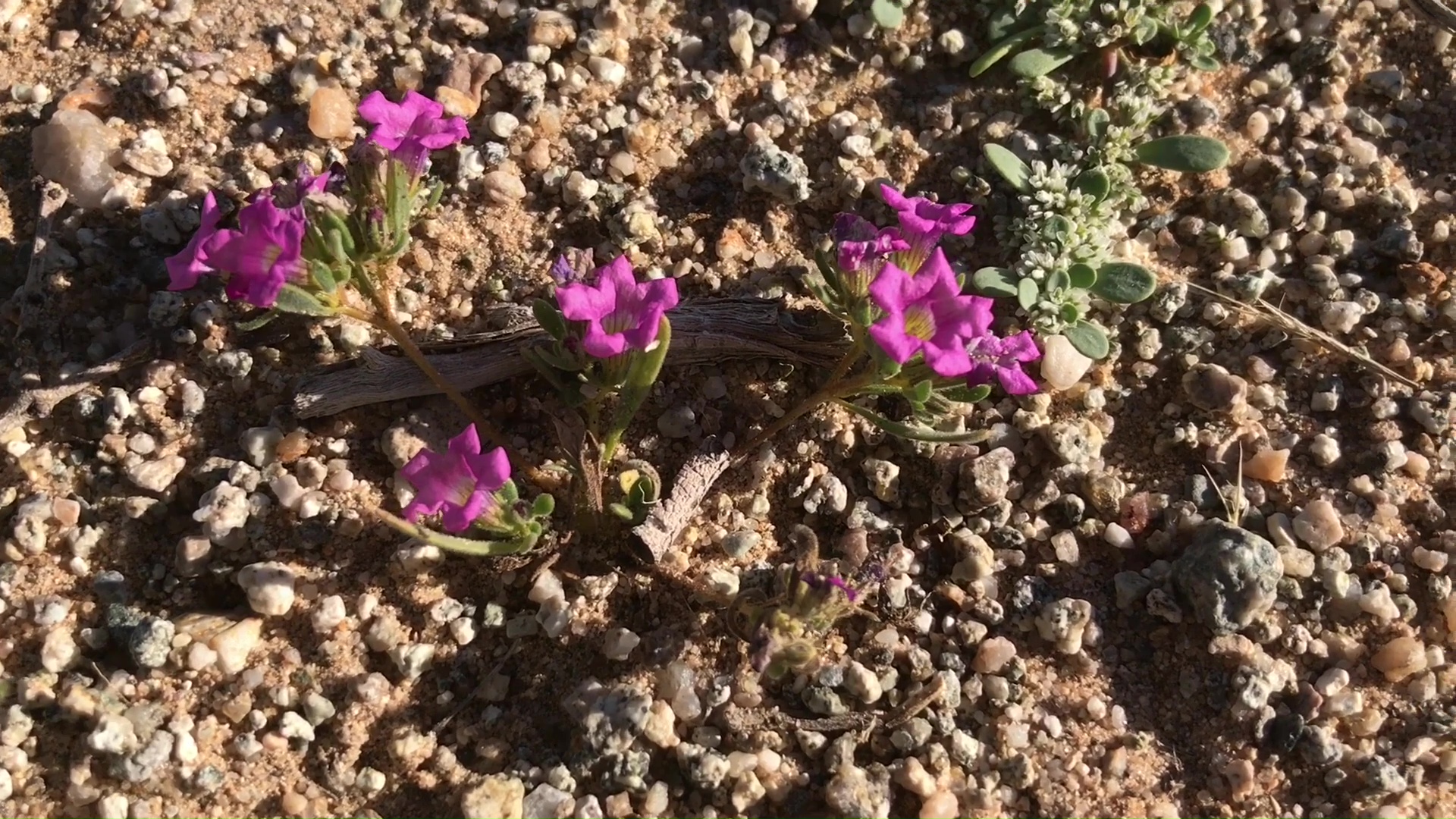 Desert Wild Flower And Plant Growth After Winter Rains 11