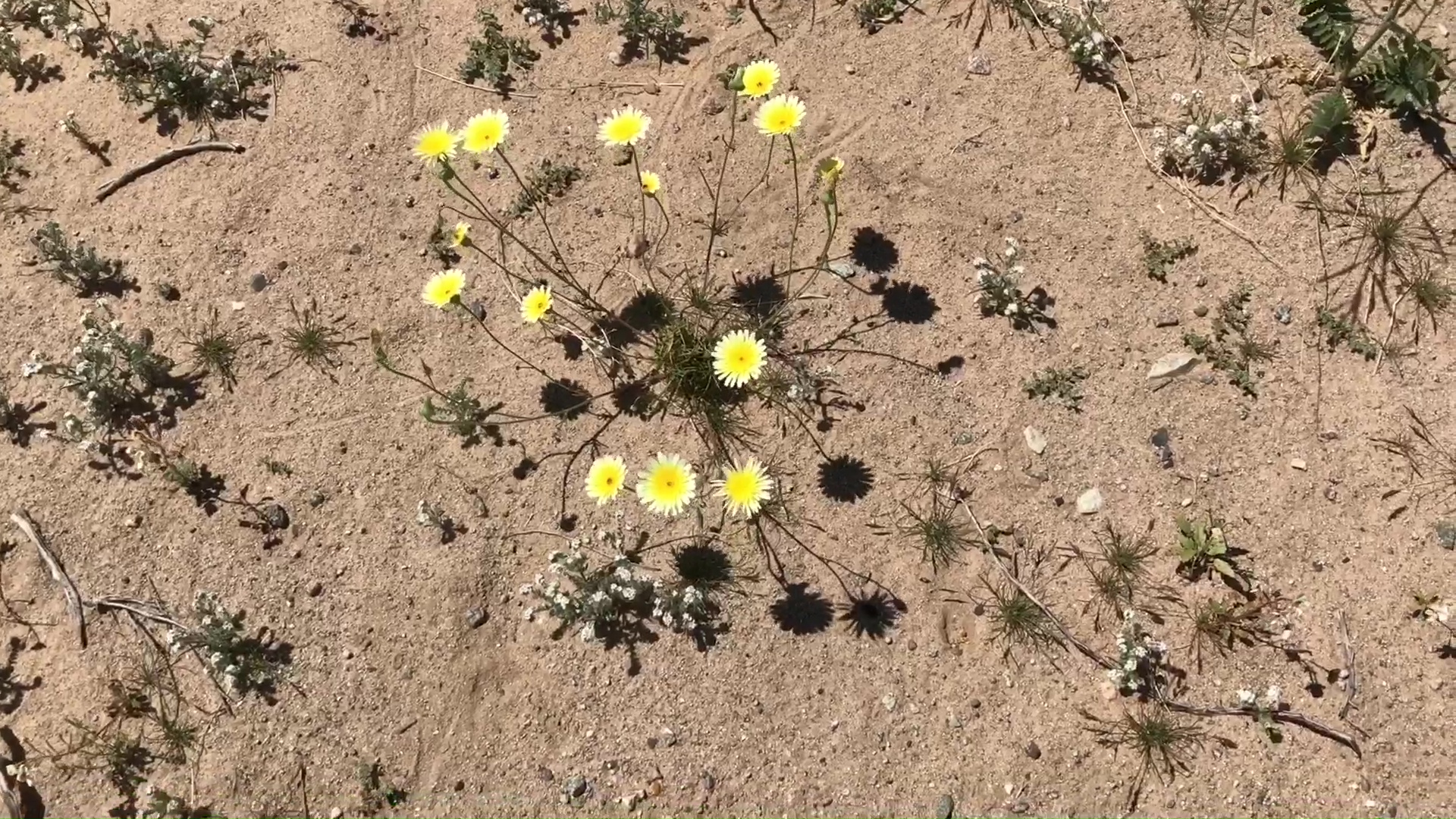 Desert Wild Flower And Plant Growth After Winter Rains 12