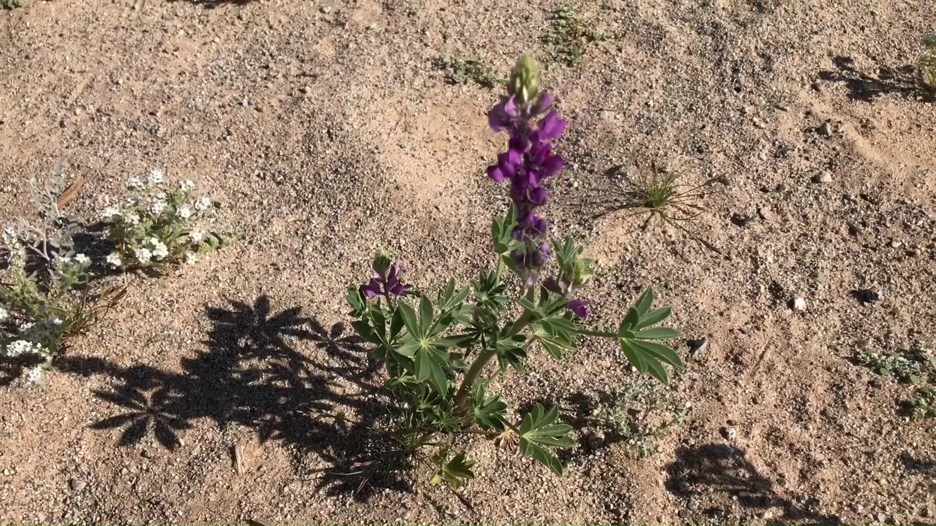 Desert Wild Flower And Plant Growth After Winter Rains 13