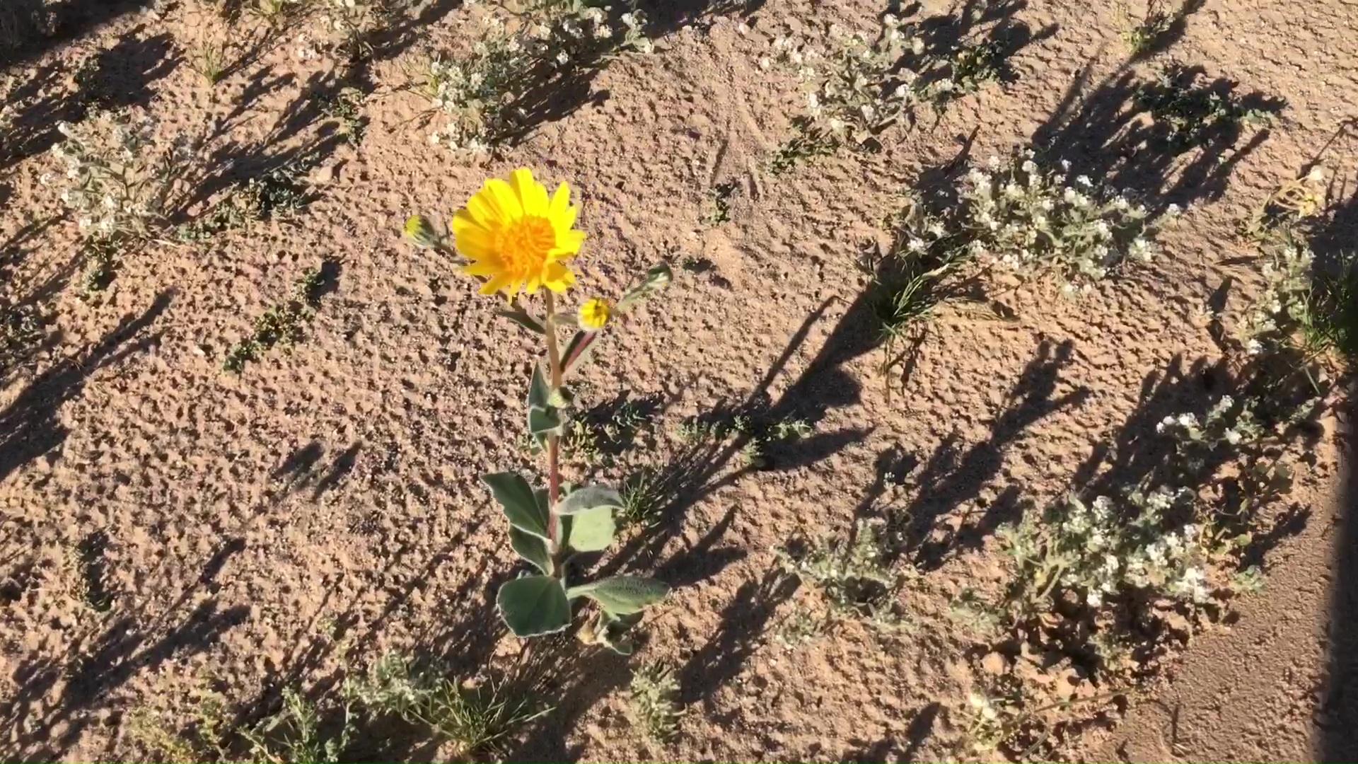 Desert Wild Flower And Plant Growth After Winter Rains 14