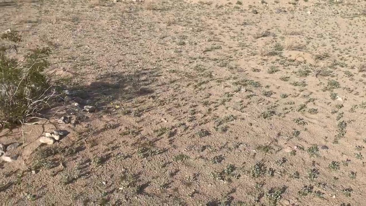 Desert Wild Flower Meadow Growth After Rains Indicating Soil Fertility And Cultivation Potential 01