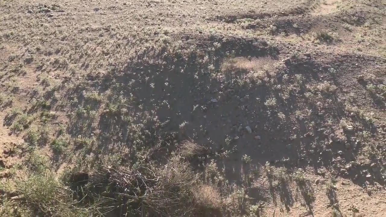 Desert Wild Flower Meadow Growth After Rains Indicating Soil Fertility And Cultivation Potential 02