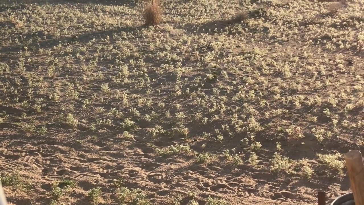 Desert Wild Flower Meadow Growth After Rains Indicating Soil Fertility And Cultivation Potential 03