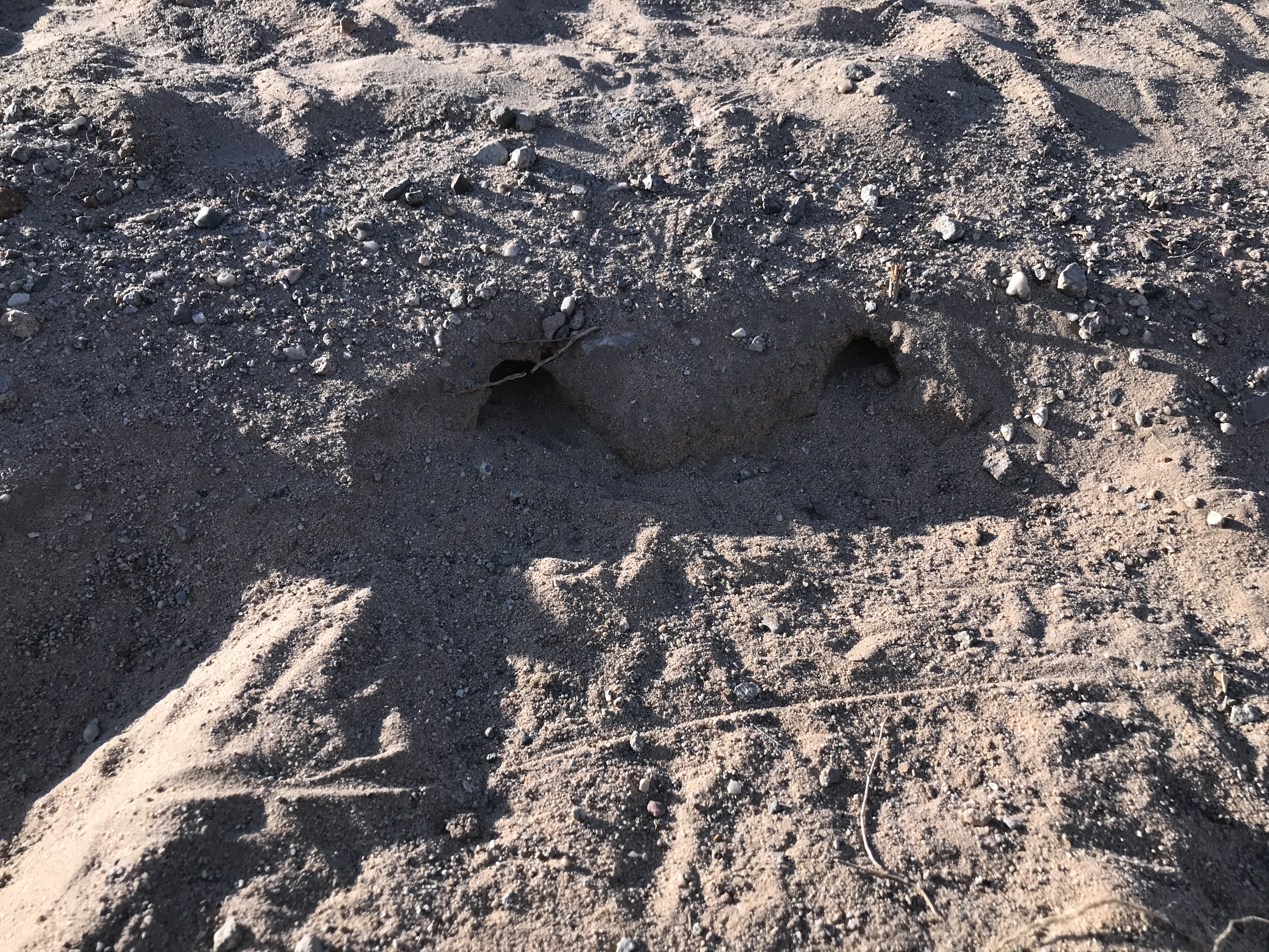 Desert Wildlife Micro Cave Architecture