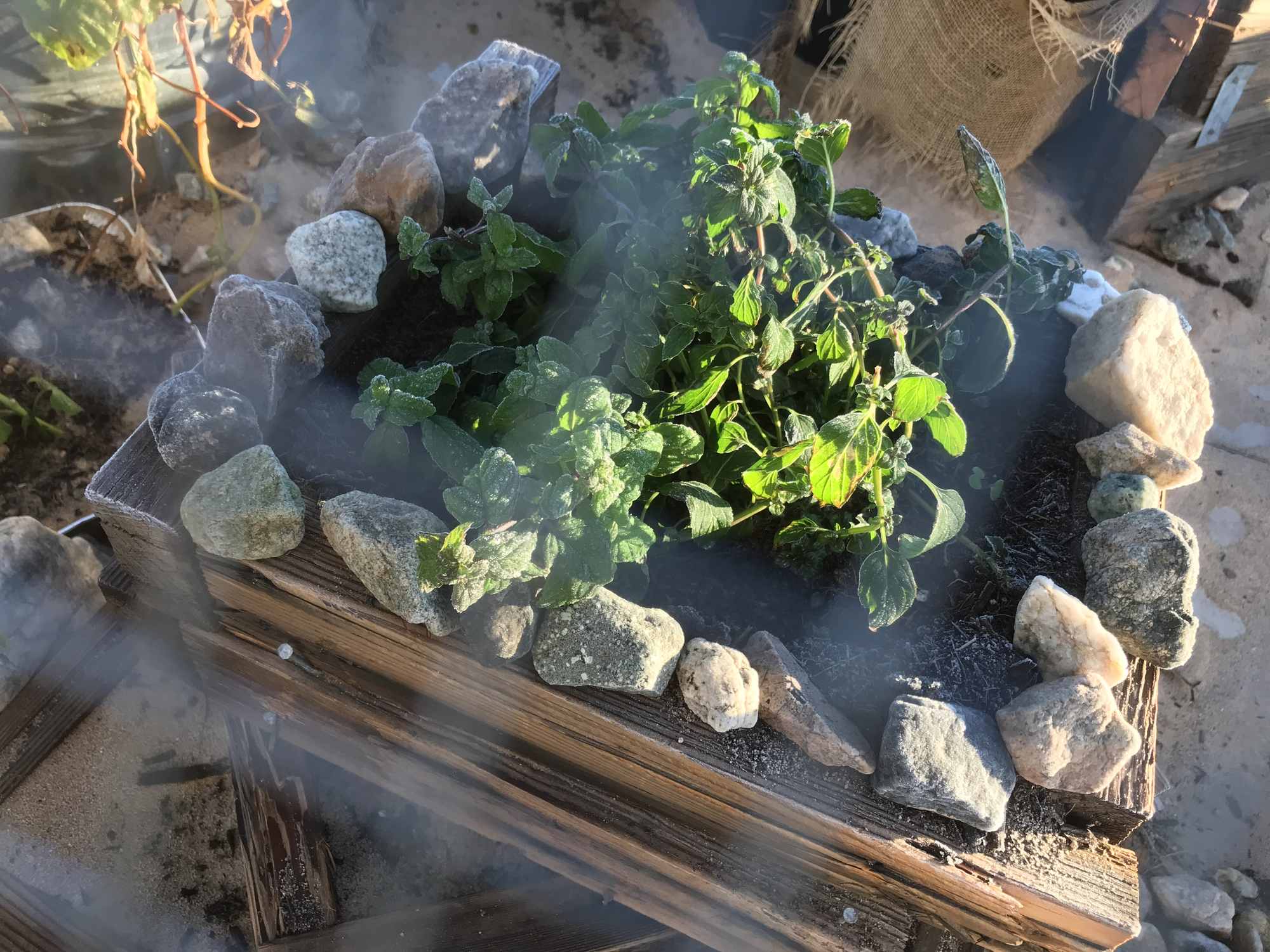 Desert Winter Frost on Mint Plants 