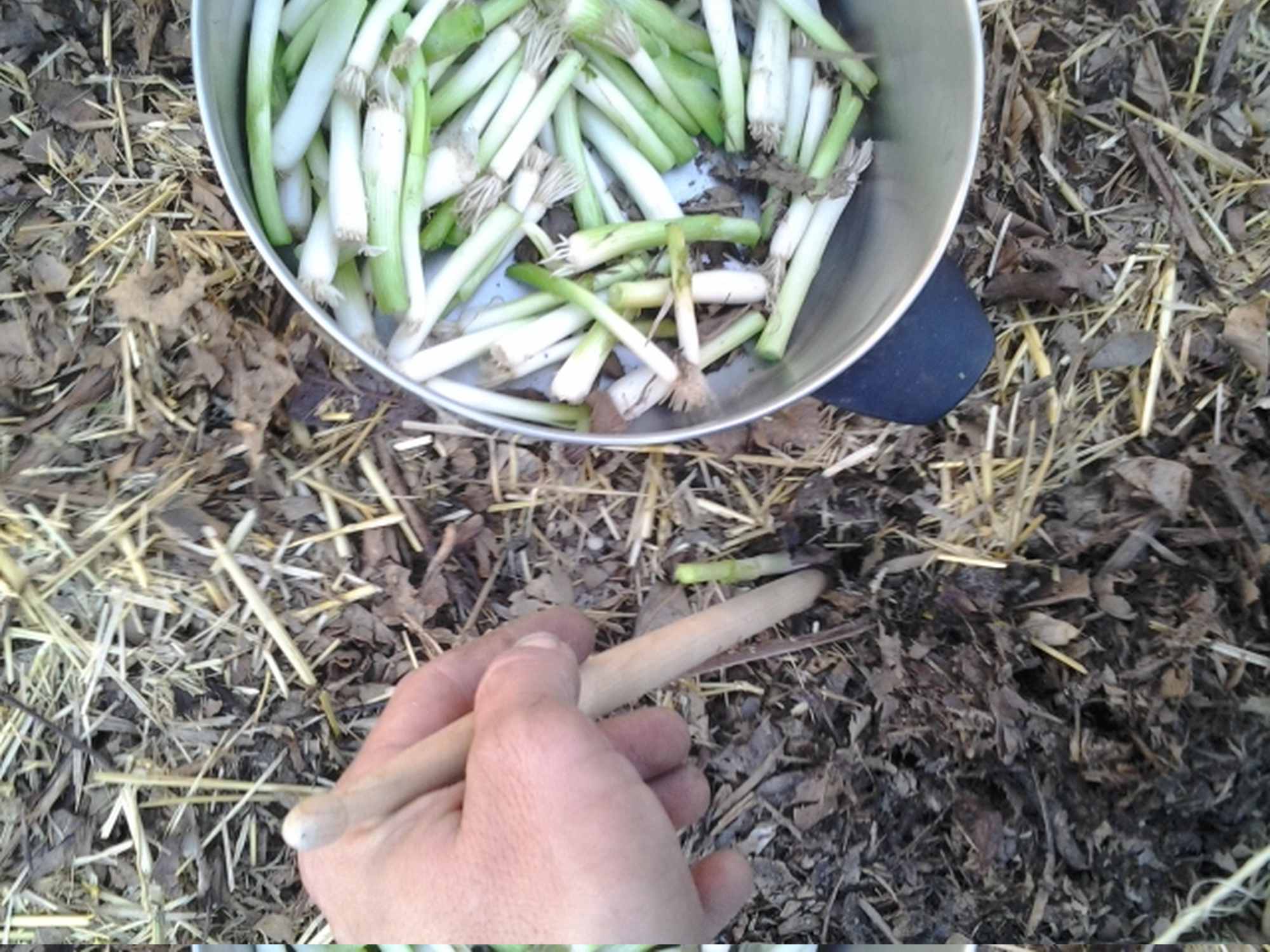 Drum Stick to Plant Grocery Store Bought Green Onions for Transplant