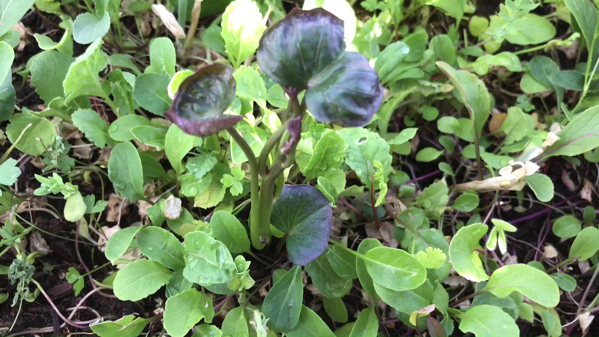 Edible Sweet Potato Greens Finally Coming Up In The Bonsai Food Forest Garden Dome Pots