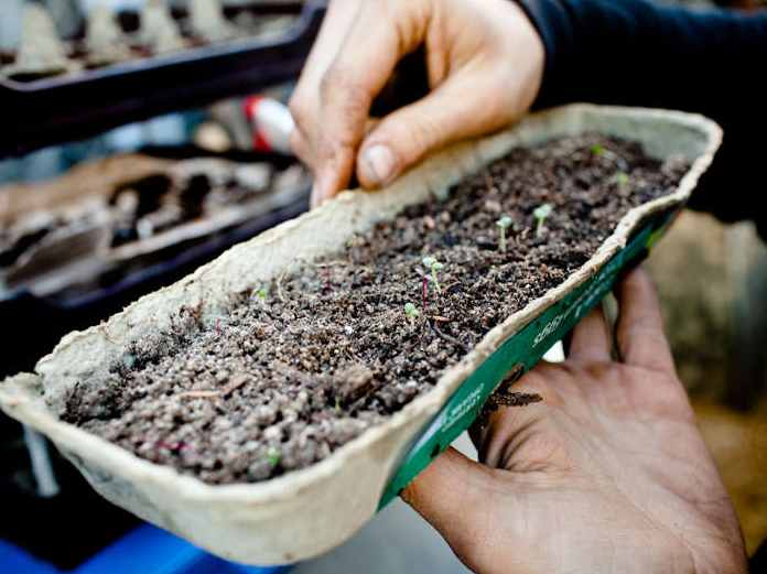 Egg Carton as Nursery Seed Sprouting Tray