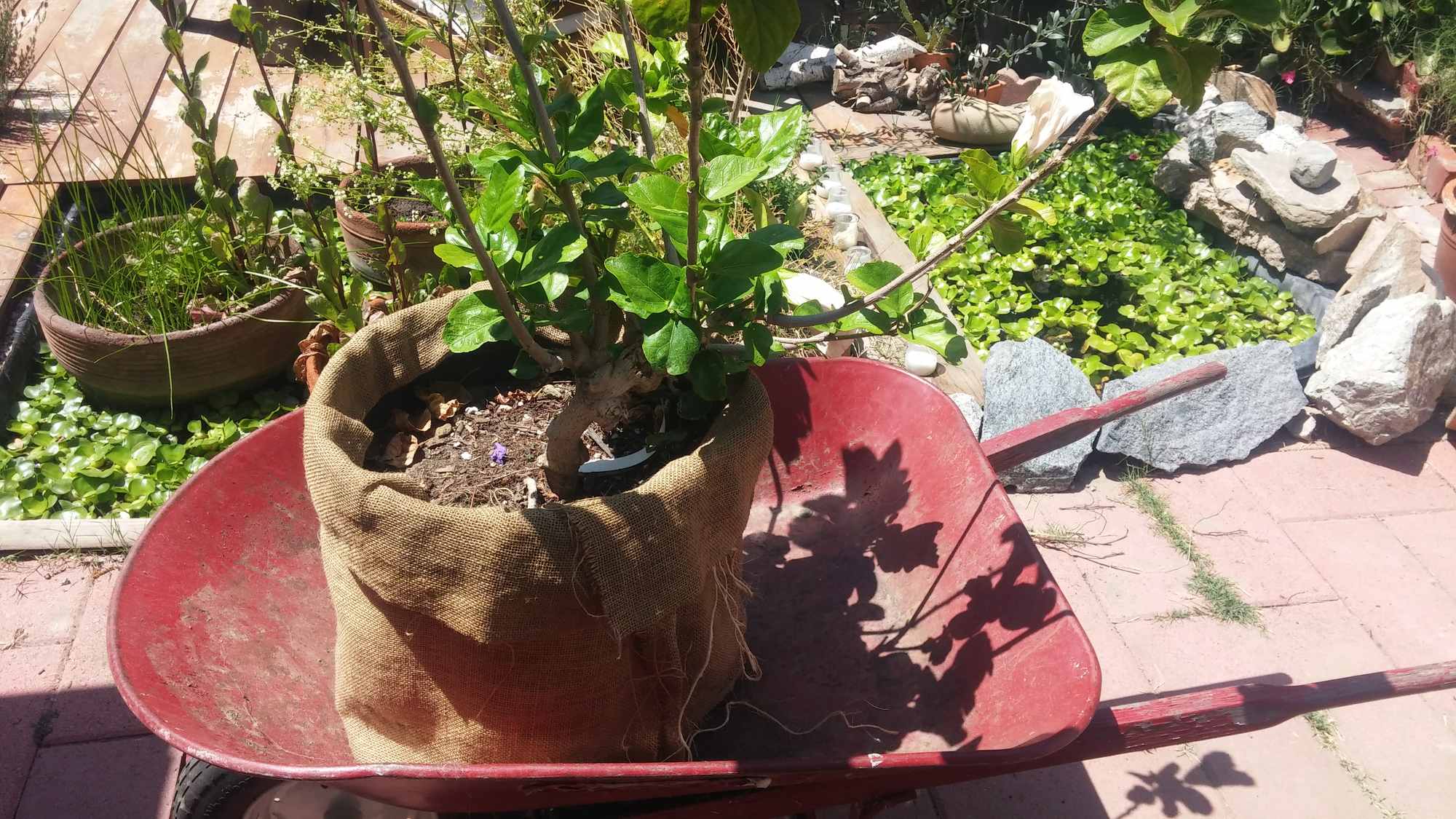 Faux Natural Garden Pot Container Exterior Design with Folded Over Sleeve of Burlap Jute Fabric