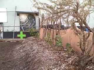 Fava Bean Plants in the Survival Garden