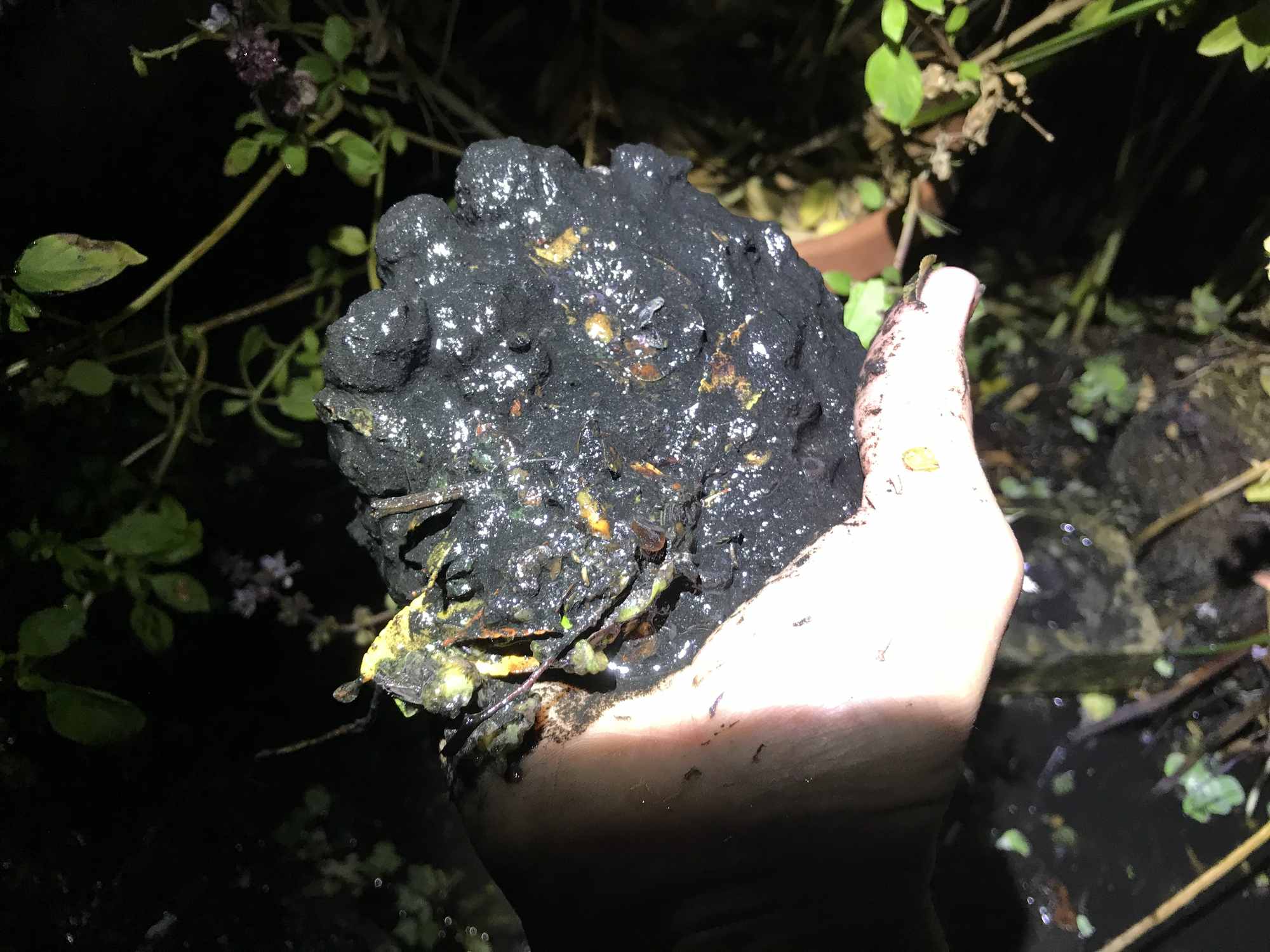 Fertile Muck in IBC Tote Chinampa Aquaculture Island Water Garden