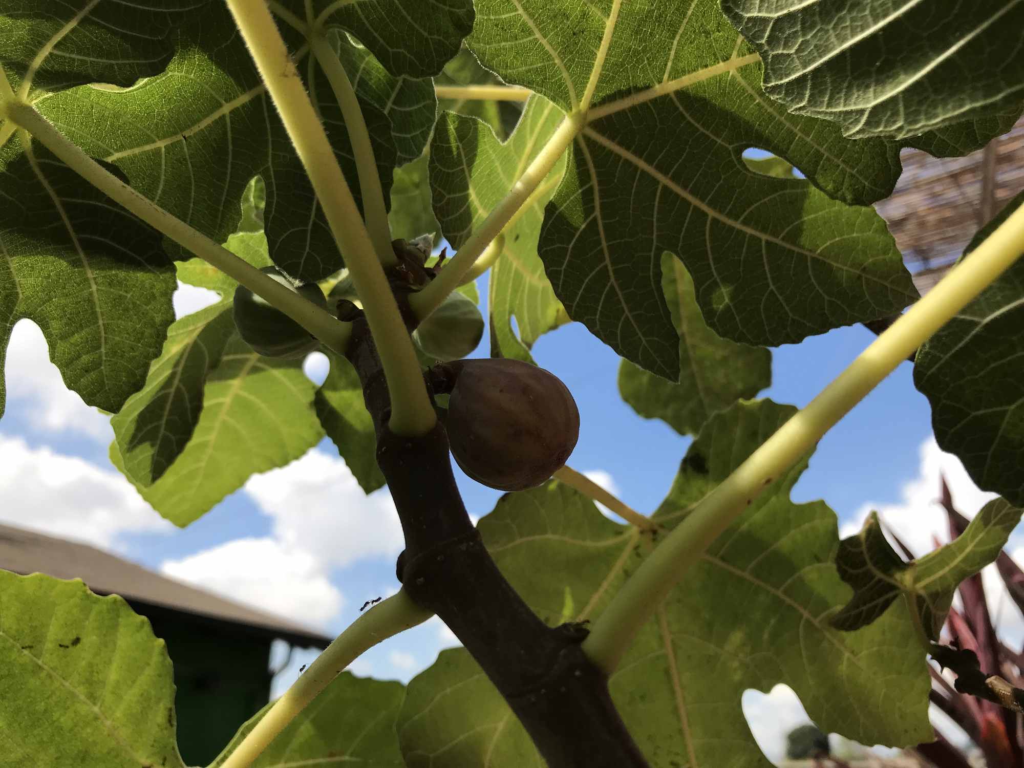 Fig Tree