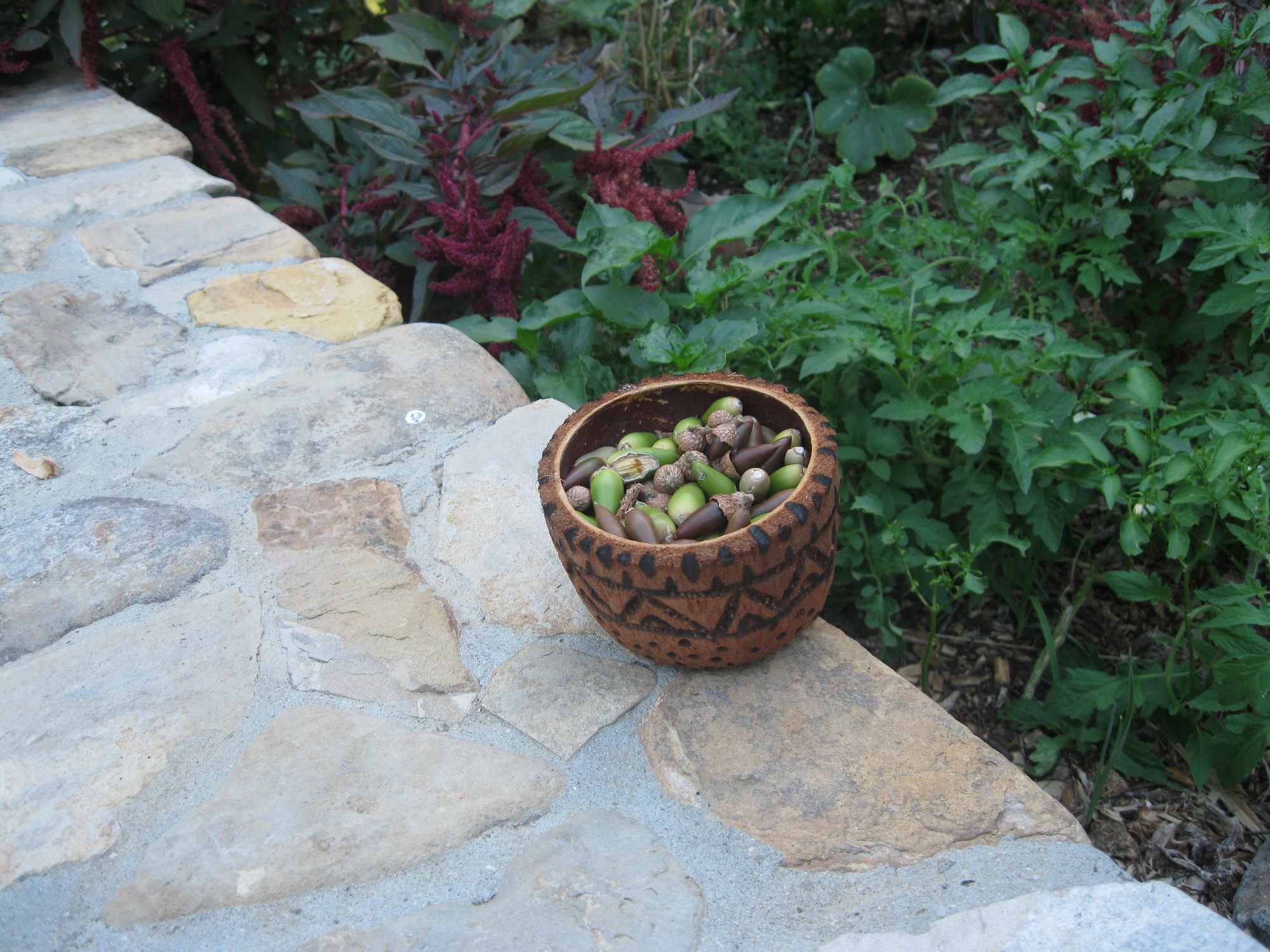 Fire Etched Artisan Coconut Bowl Holding a Harvest of Fresh Oak Tree Acorns