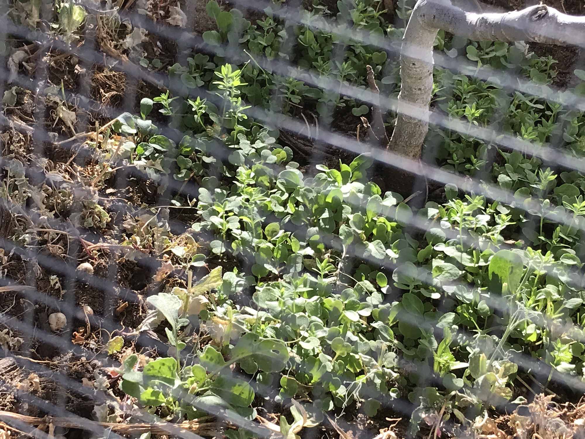 Flax Arugala and Pea Food Forest Ground Cover