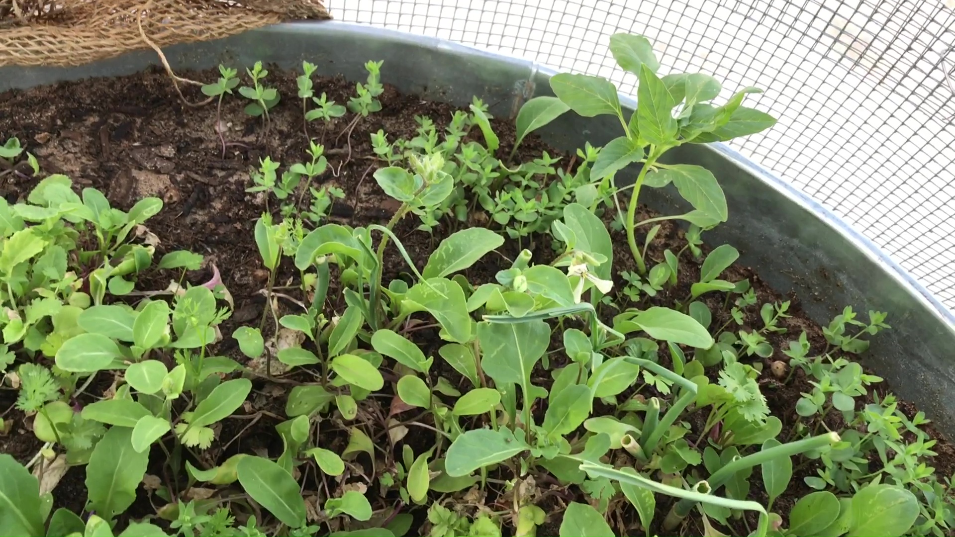 Flax Growing Below Amaranth In Bonsai Food Forest Garden 01