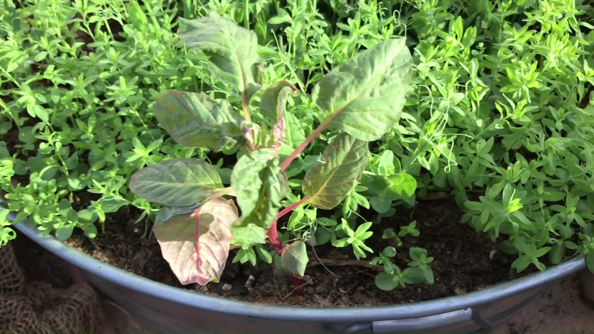 Flax Growing Below Amaranth In Bonsai Food Forest Garden 02