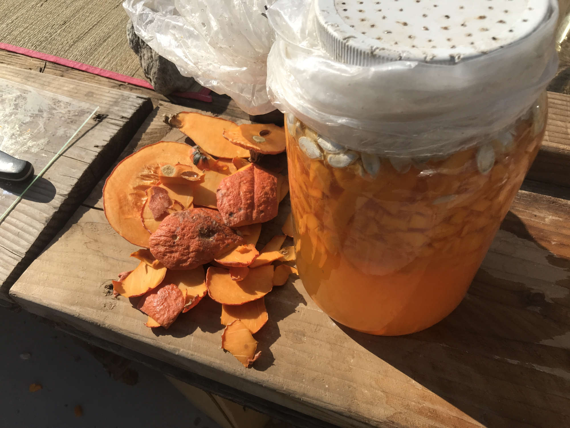 Fresh Forest Garden Harvested Pumkin Brine Fermentation Jar