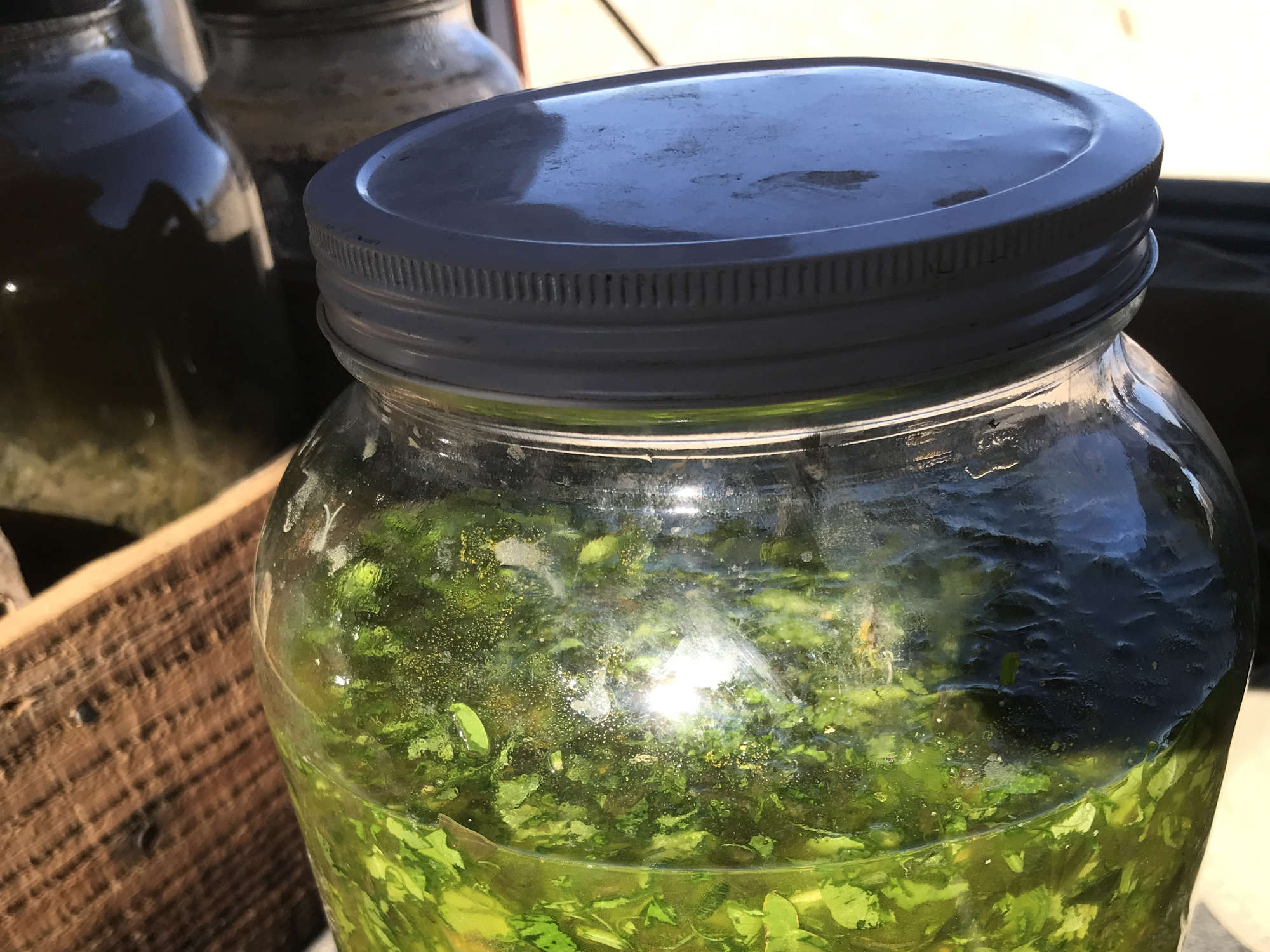 Fresh Garden Picked Herbs and Leafy Green Kimchi Jar