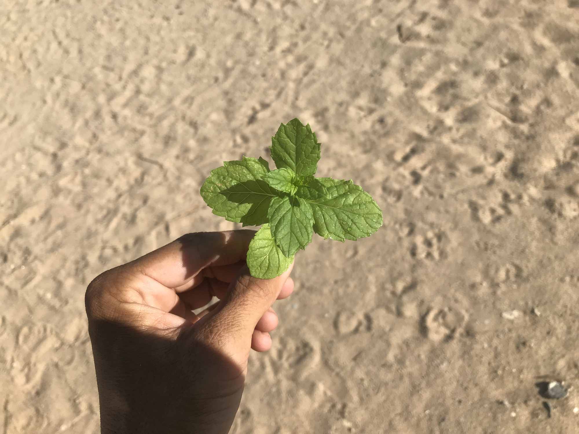 Fresh Mint Picked from Chinampa Water Island Garden Hanging Planter