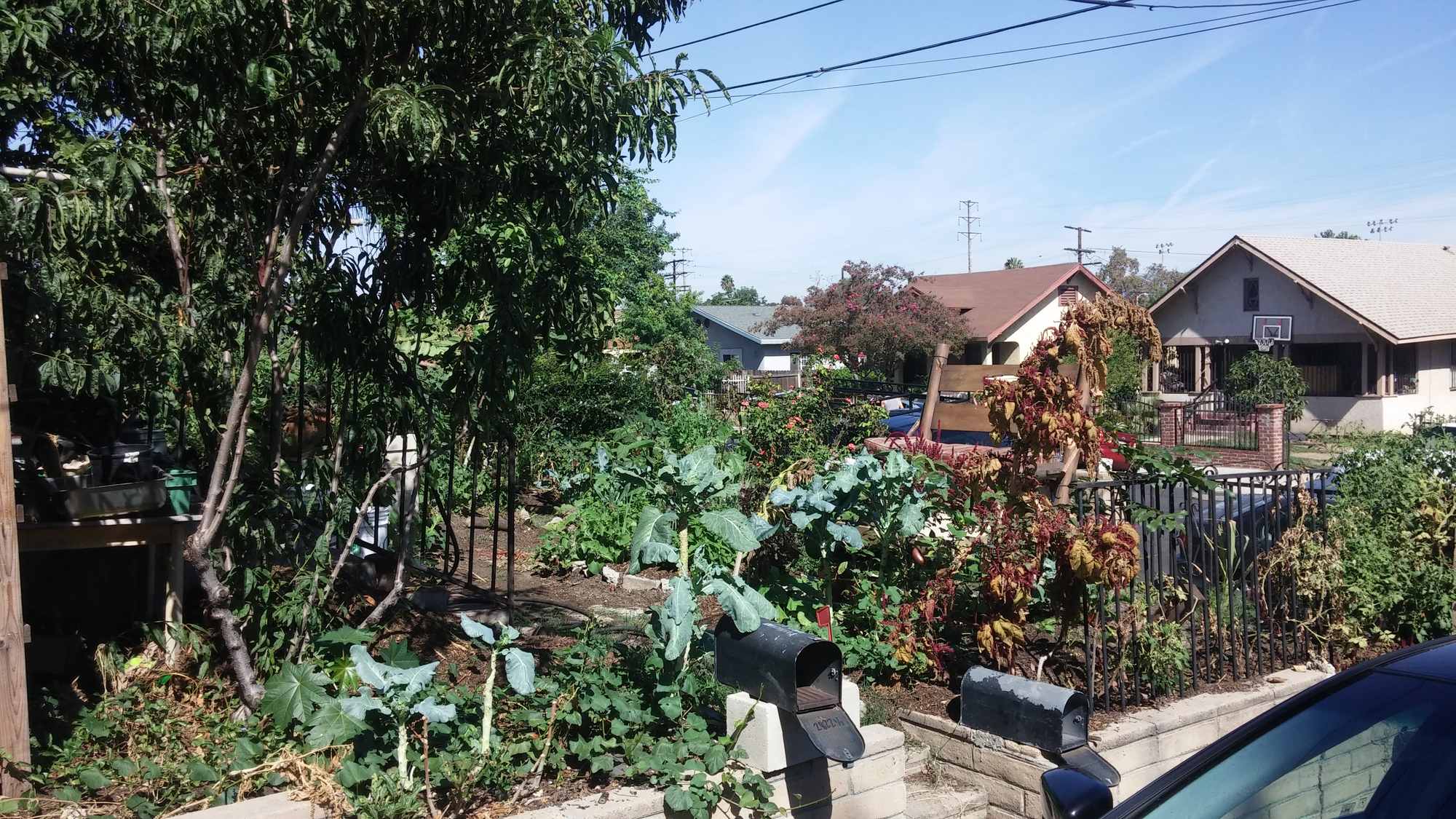 Front Yard Food Forest