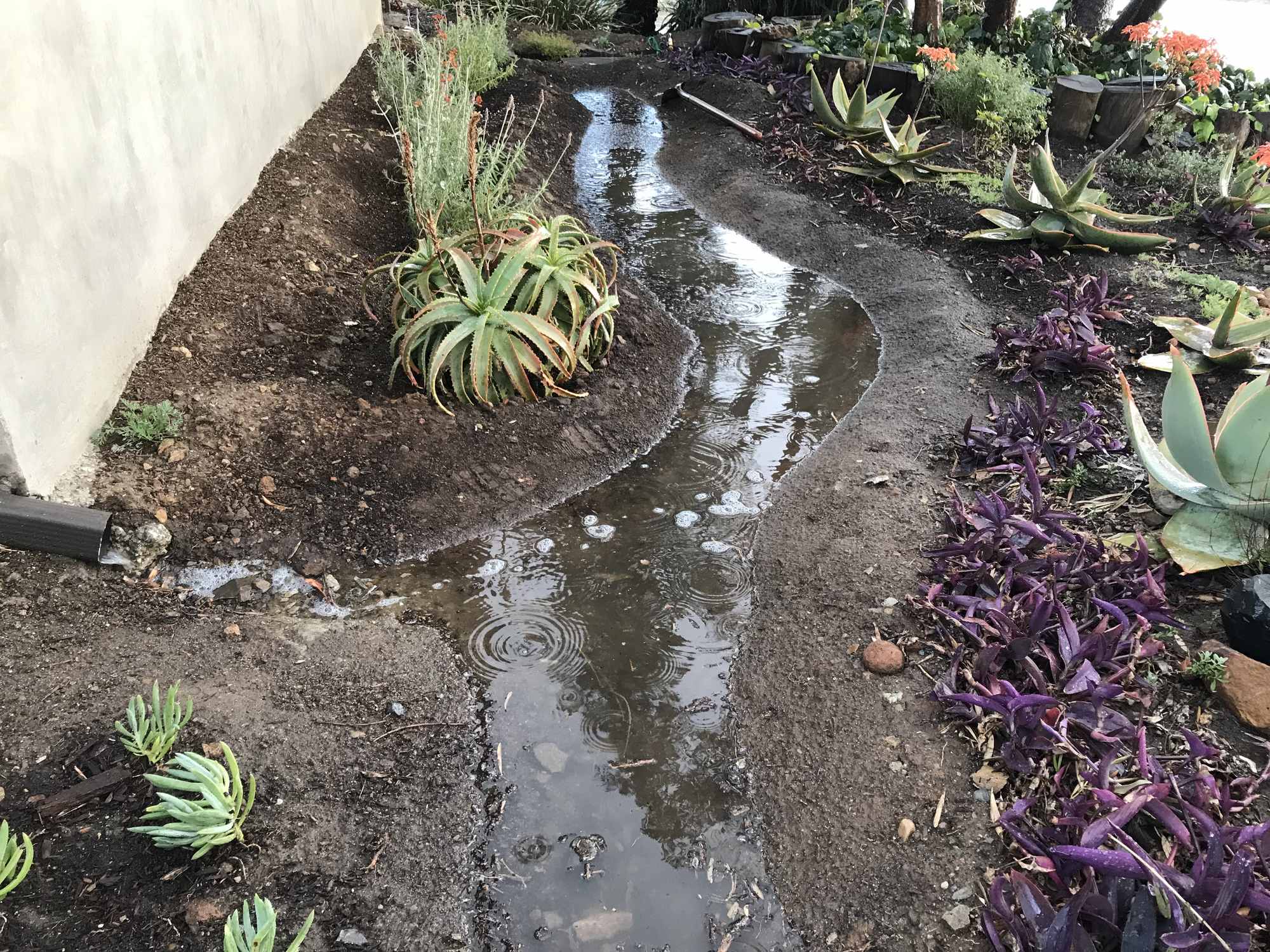 Front Yard Rainwater Garden Swale