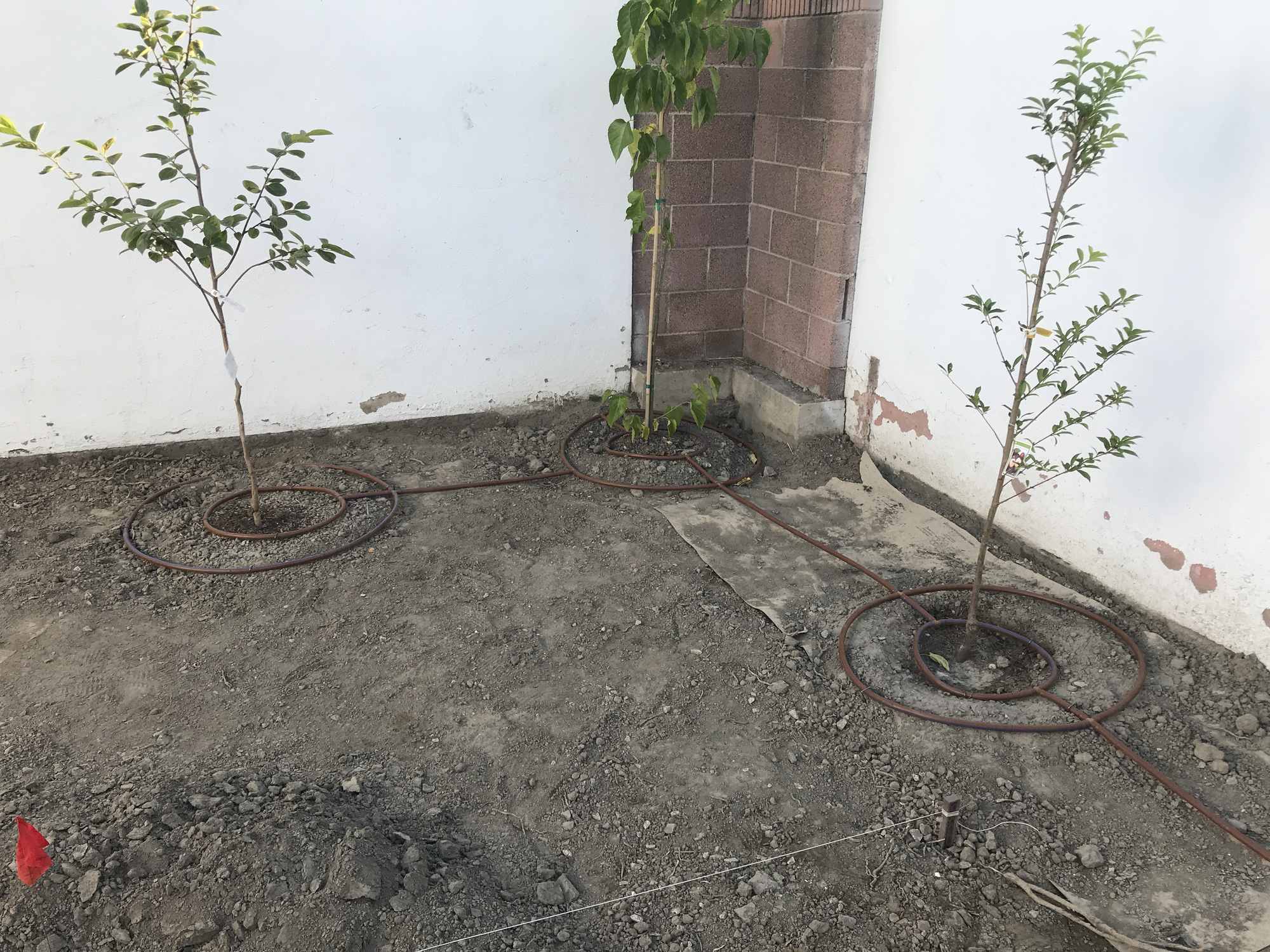 Fruit Tree Irrigation Line Circles