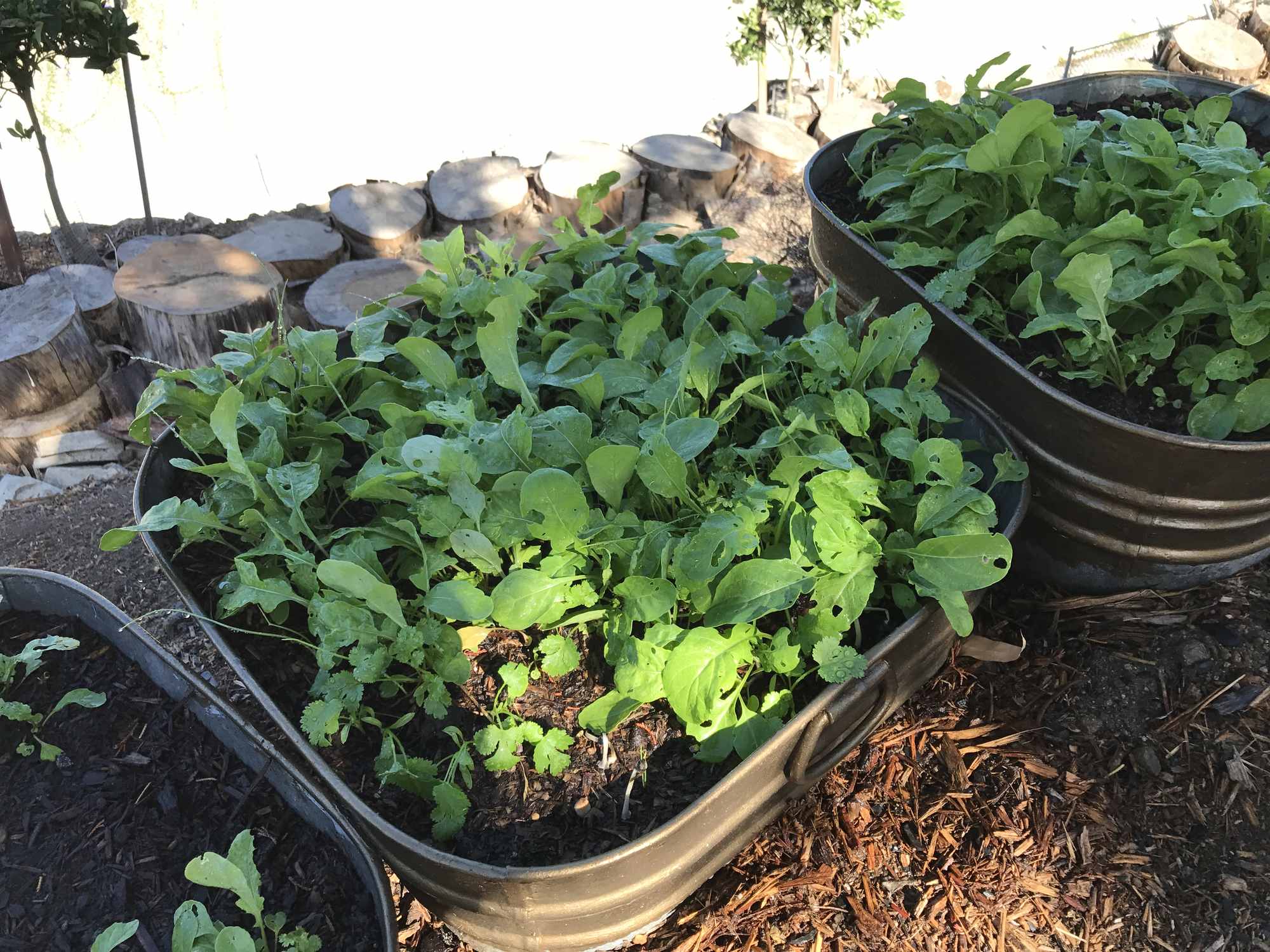 Galvanized Can Container Garden Planters