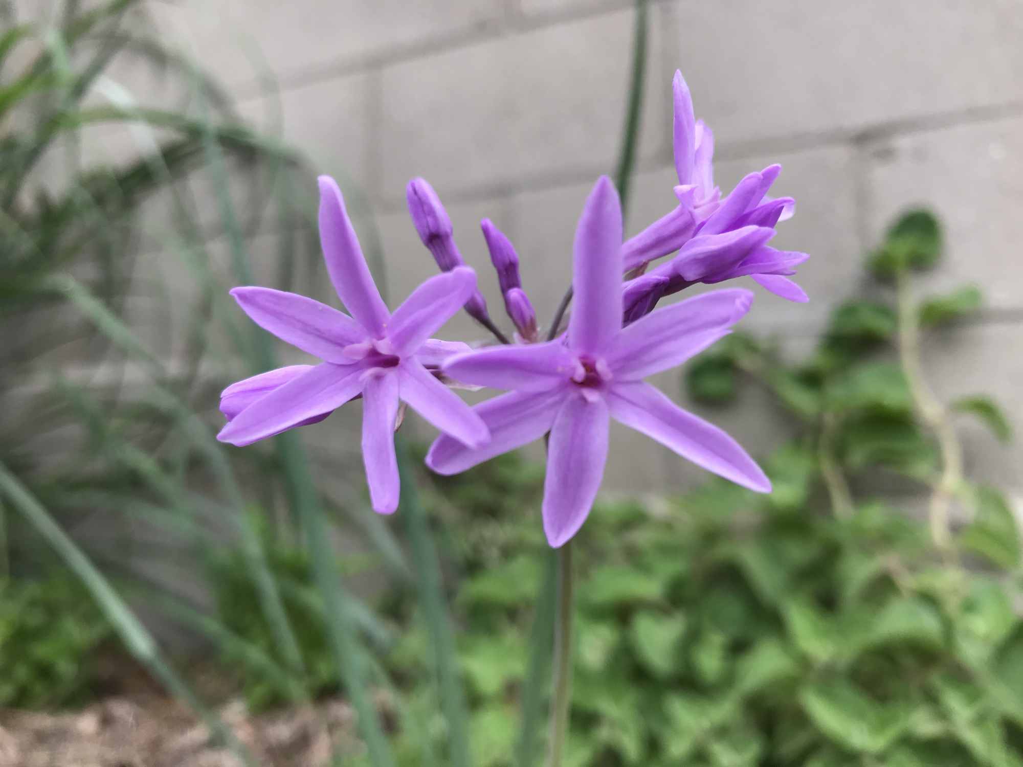 Garlic Flowers