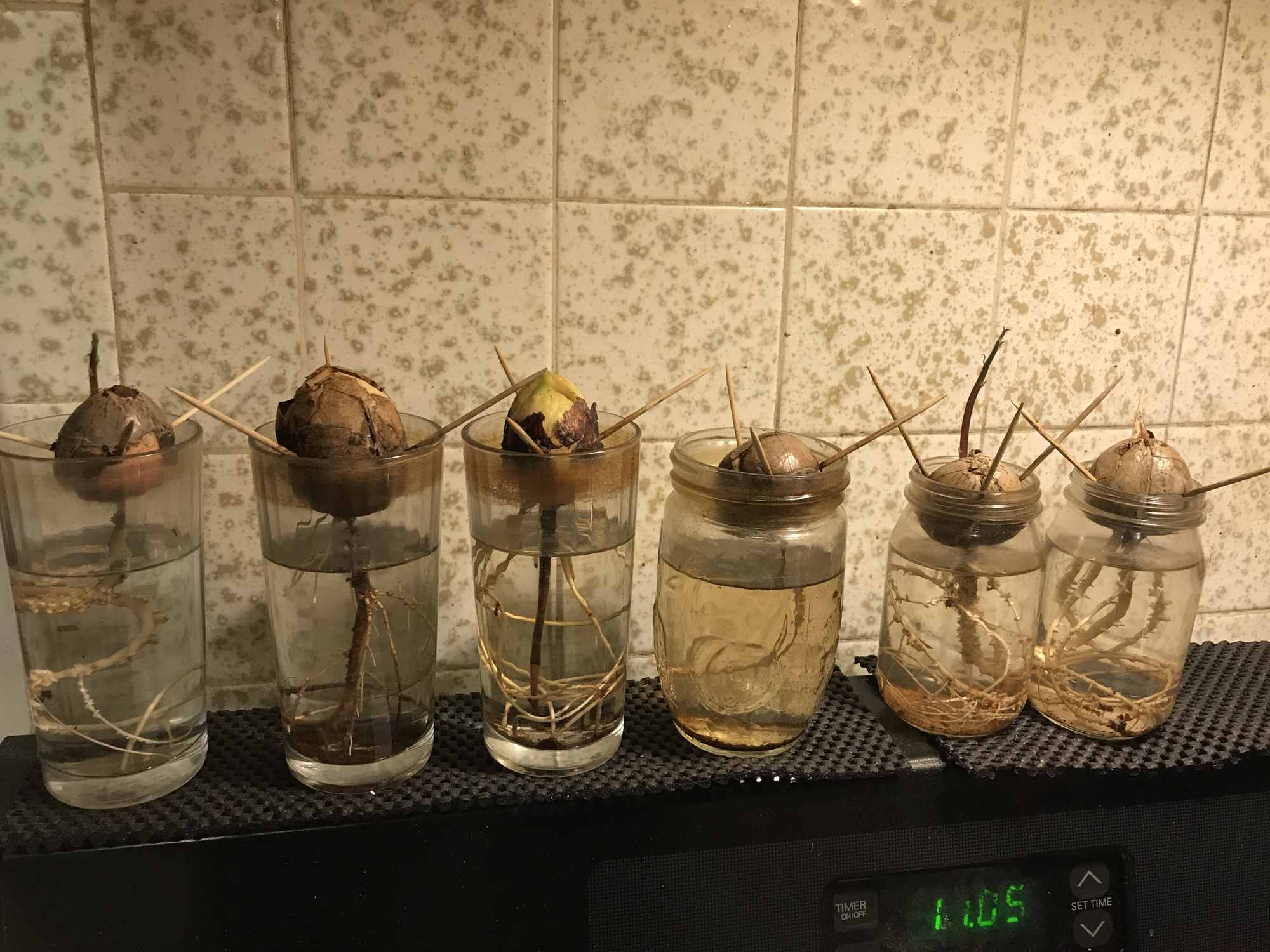 Glass w Tooth Pick Supported Avocado Seed Sprouting Method 1