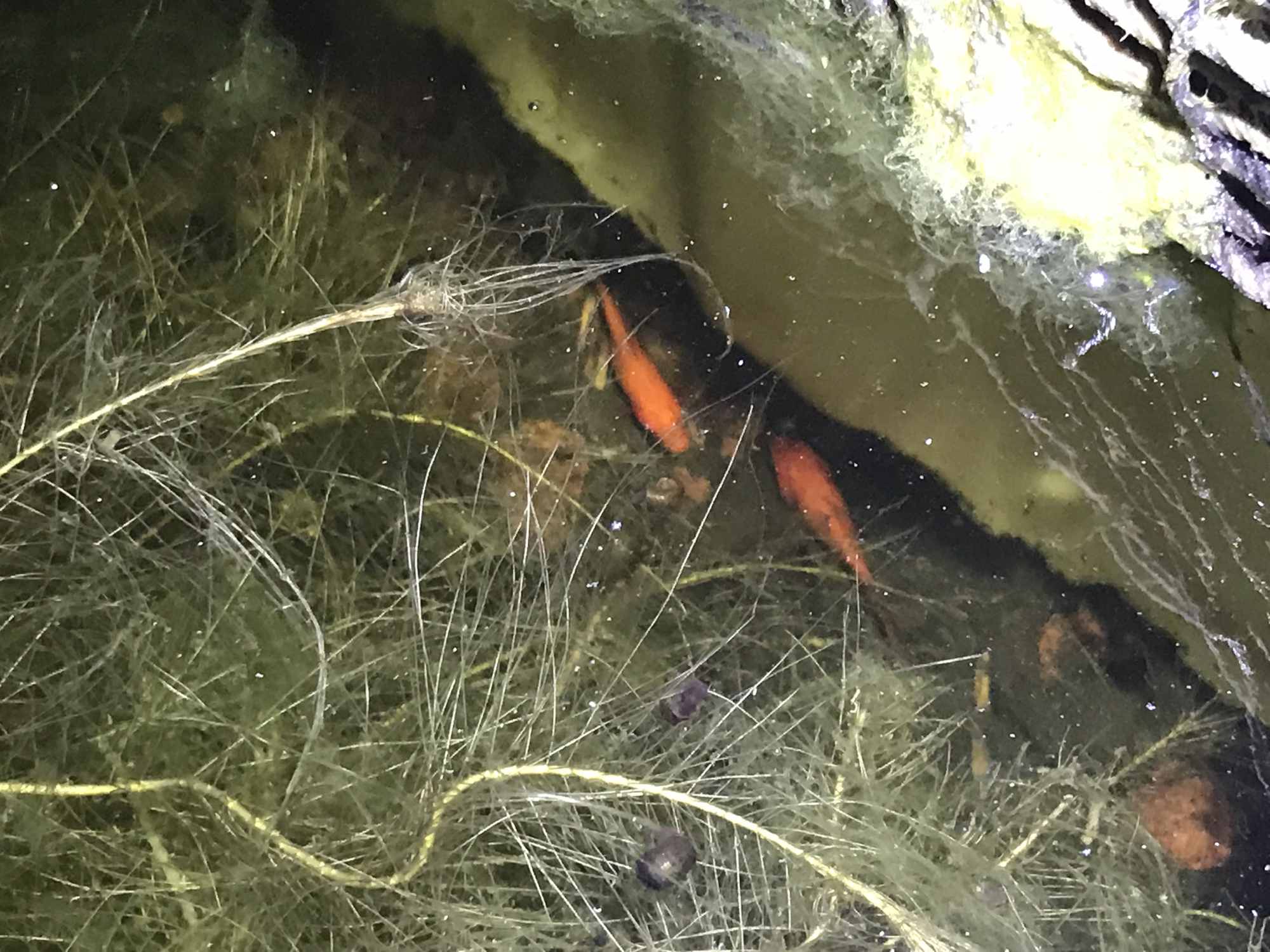 Gold Fish Foraging in IBC Tote Chinampa Aquaculture Island Water Garden 01