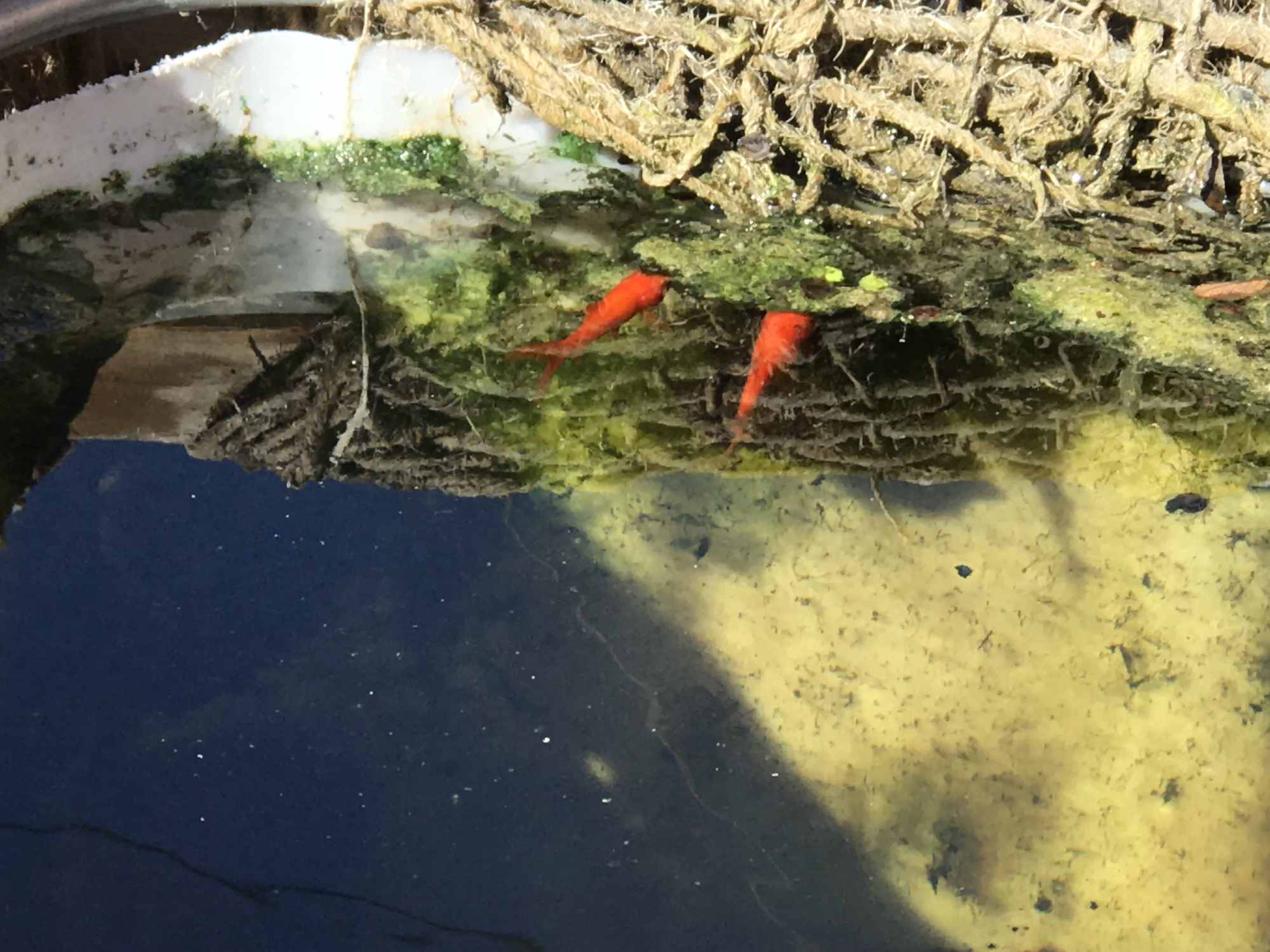 Gold Fish Foraging in IBC Tote Chinampa Aquaculture Island Water Garden 02